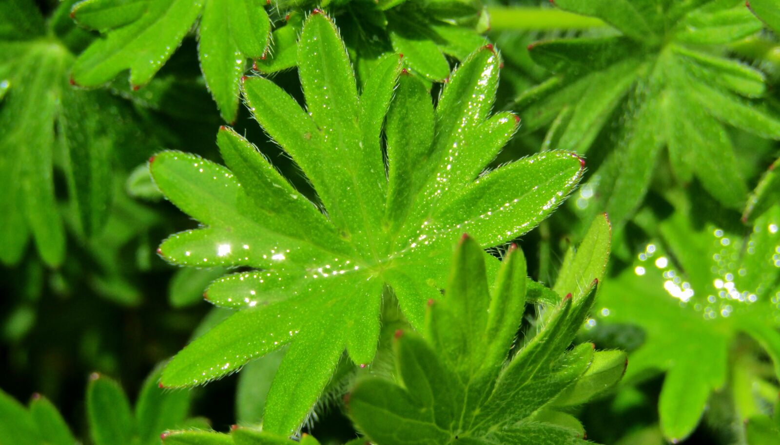 Canon POWERSHOT SX432 IS sample photo. Leaves, drop of water photography