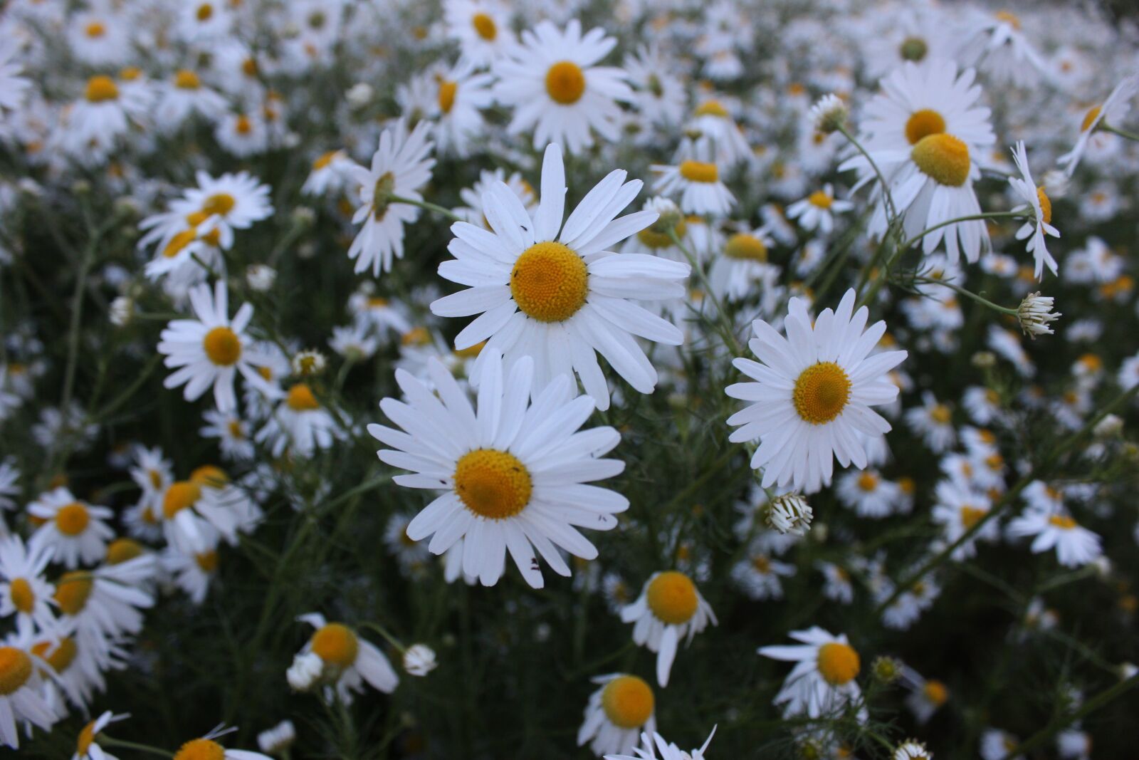 Canon EOS 600D (Rebel EOS T3i / EOS Kiss X5) sample photo. Chamomile, summer, flowers photography