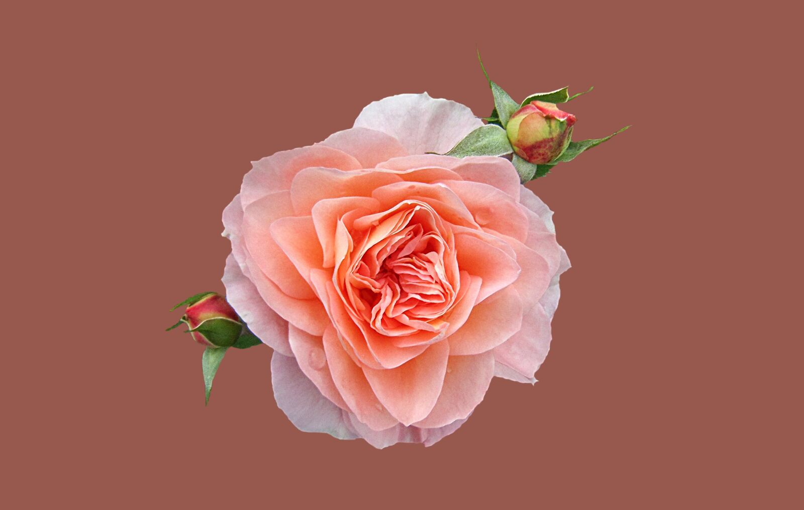 Canon PowerShot SD3500 IS (IXUS 210 / IXY 10S) sample photo. Rose, pink, petals photography