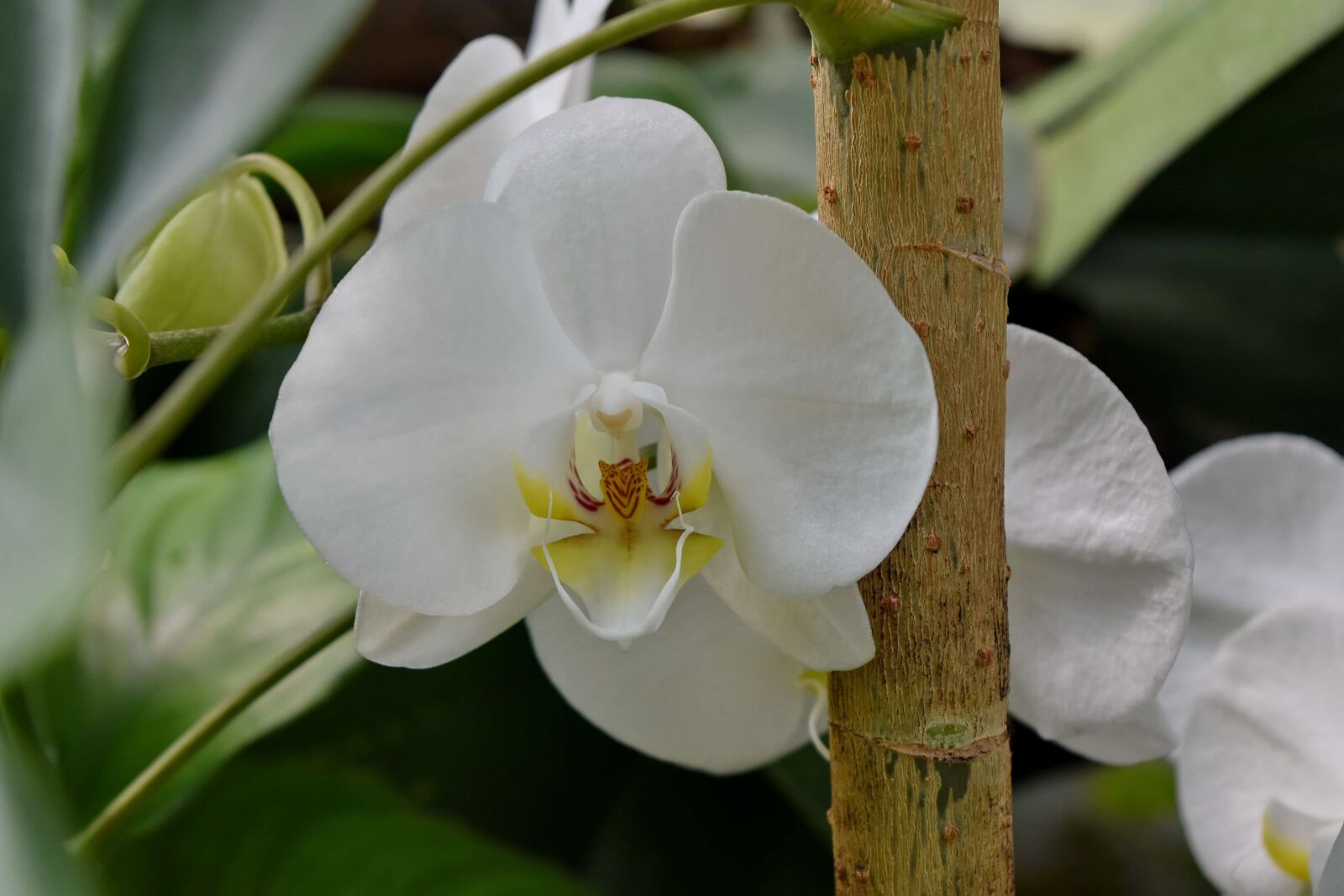 Nikon D5500 sample photo. Orchid, flower, spring, plant photography