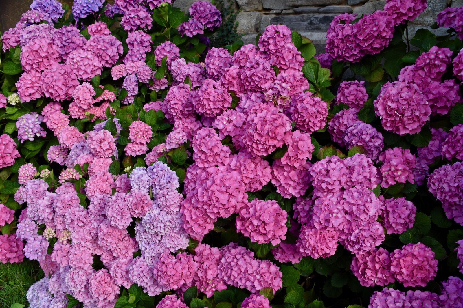 Nikon D5600 sample photo. Flower, flowers, flower hydrangea photography