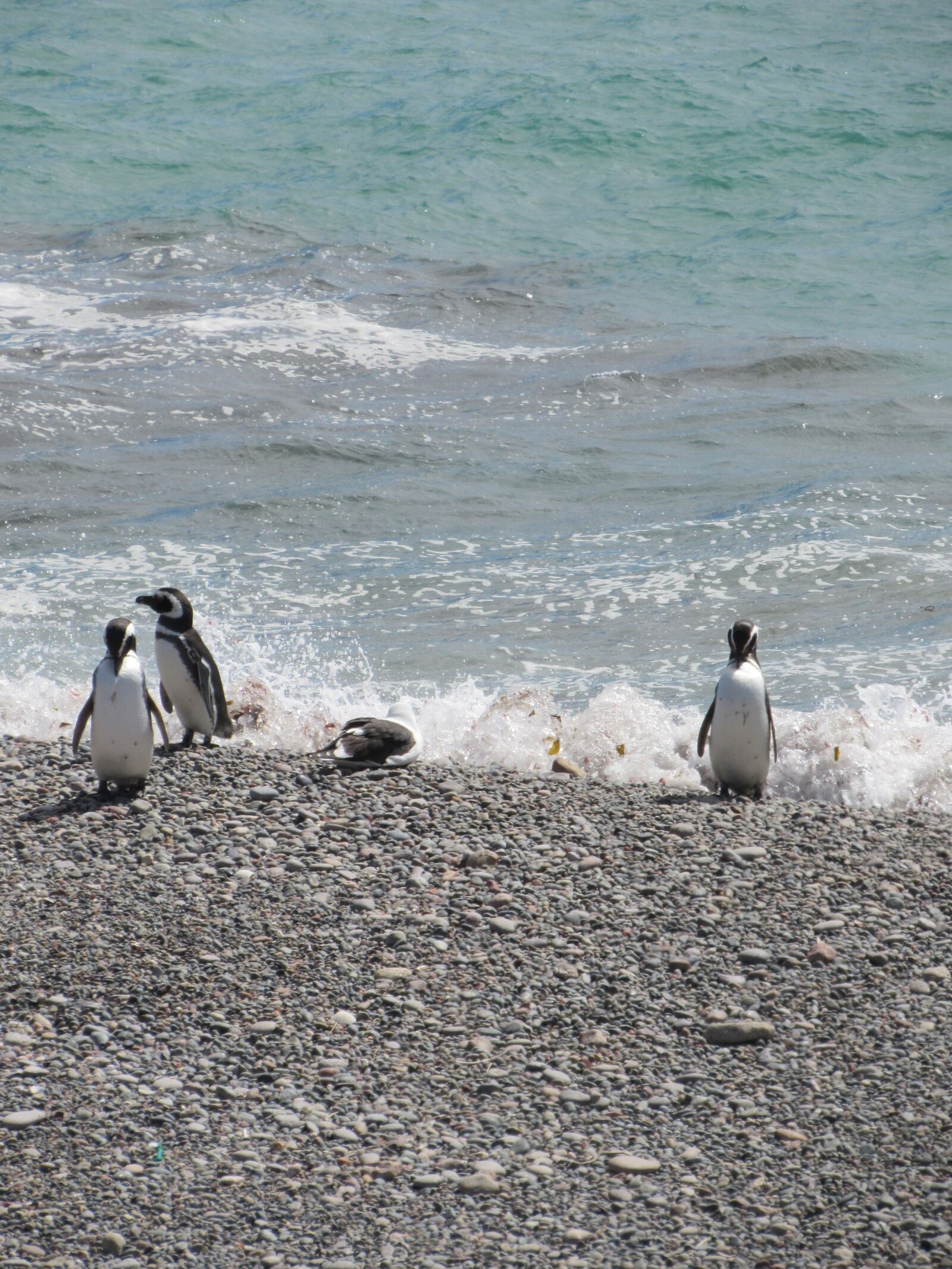 Canon PowerShot SX530 HS sample photo. Punta tombo, penguin, magellan photography