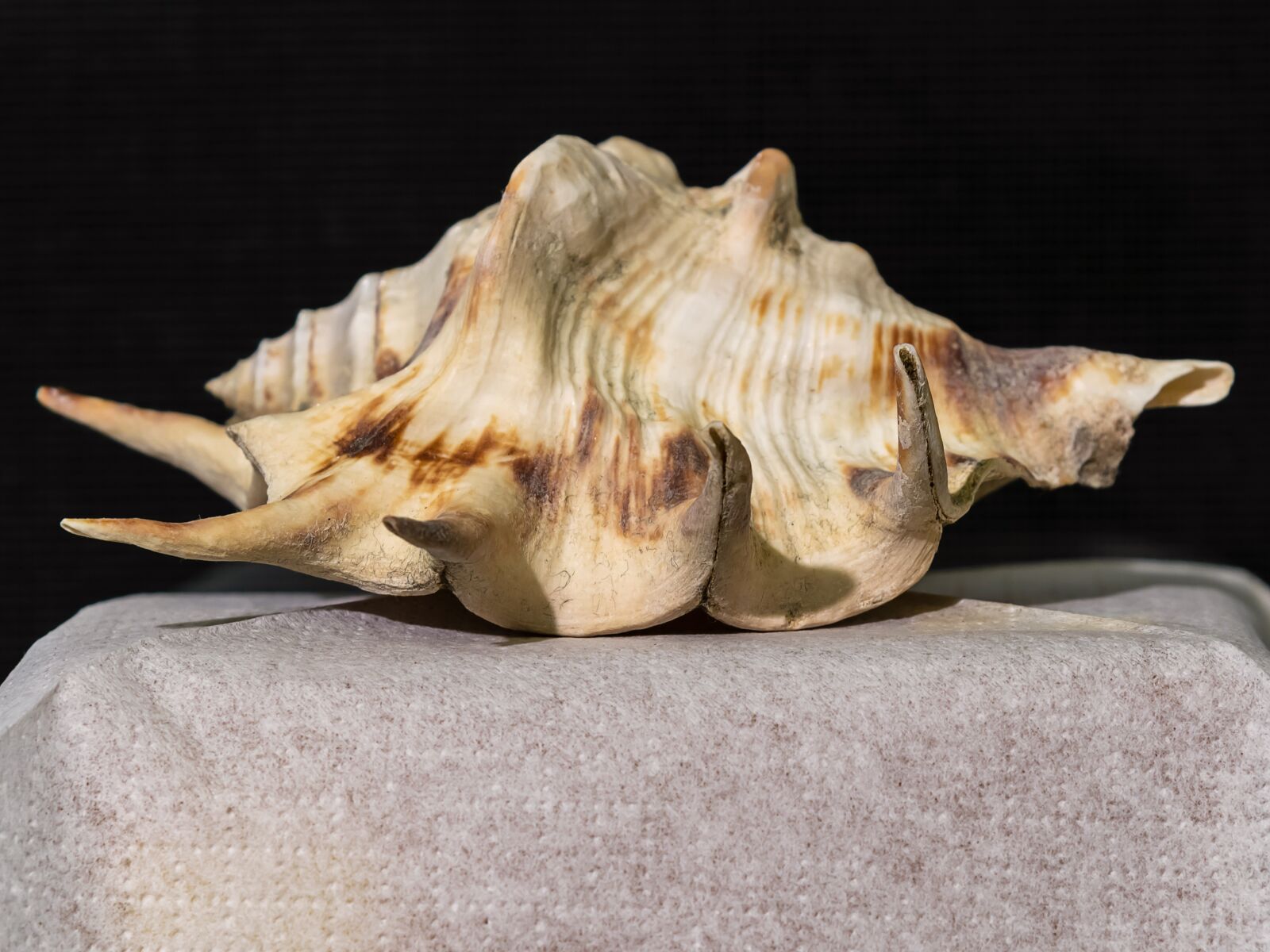 Nikon D850 sample photo. Last ra, shell, m photography