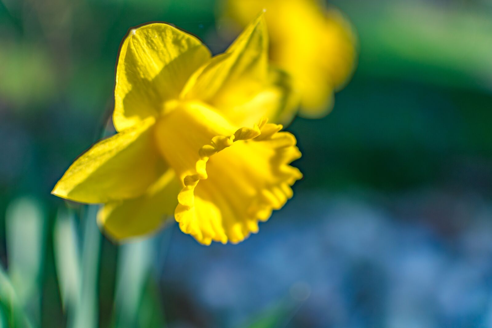 Nikon D5300 sample photo. Flower, daffodil, easter photography