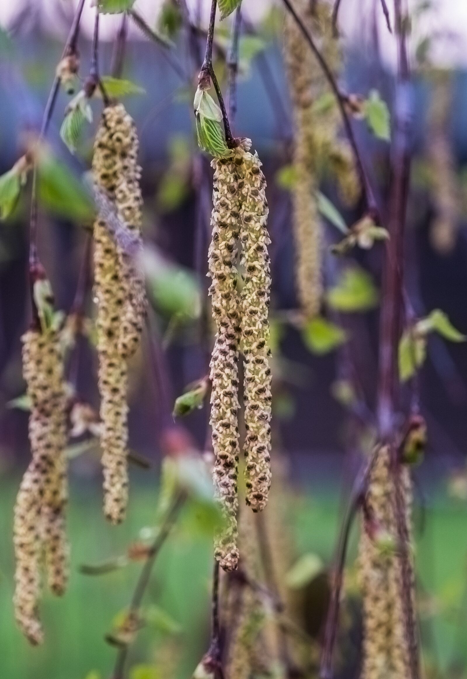 Fujifilm XF 16-55mm F2.8 R LM WR sample photo. Plant, nature, flower photography