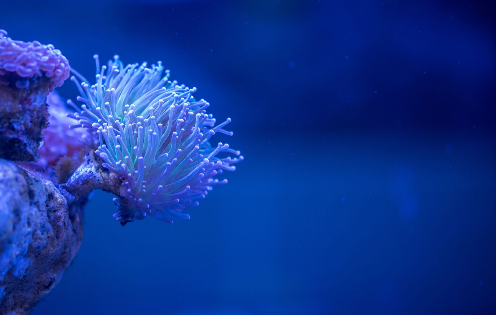 Sony a7R II + Canon EF 100mm F2.8L Macro IS USM sample photo. Coral, polyp photography