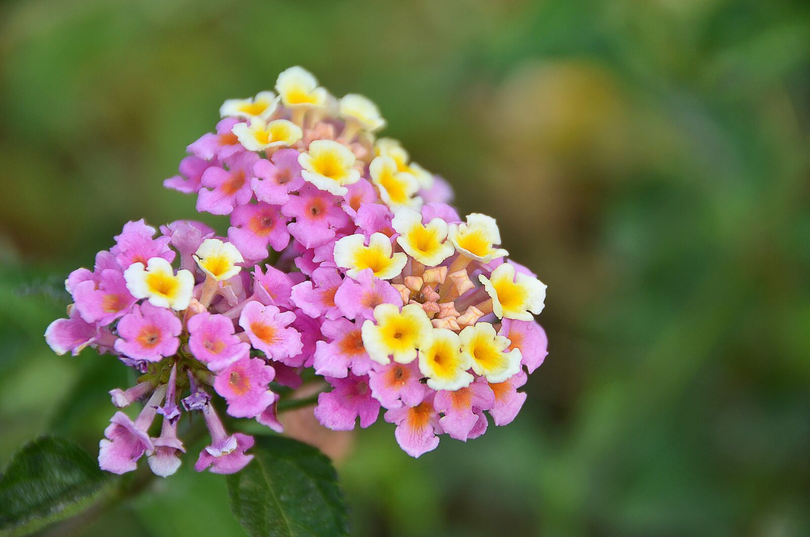 Nikon D7000 sample photo. Flowers, lantana, garden photography