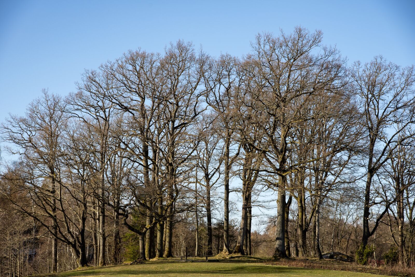 Nikon D750 sample photo. Tree, spring, forest photography