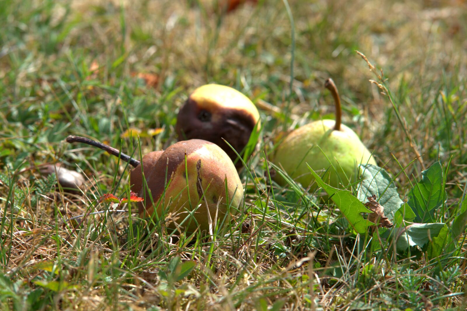 Sony a7 II + Sony FE 85mm F1.8 sample photo. Windfall, lazy, fruit photography