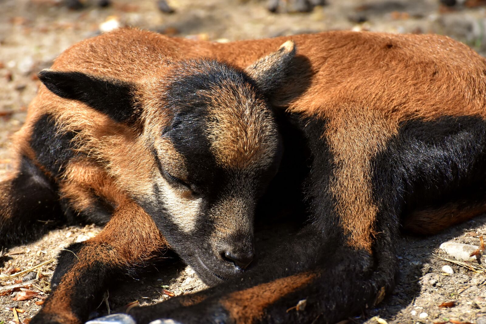 Nikon D7200 sample photo. Sheep, wildpark poing, reborn photography