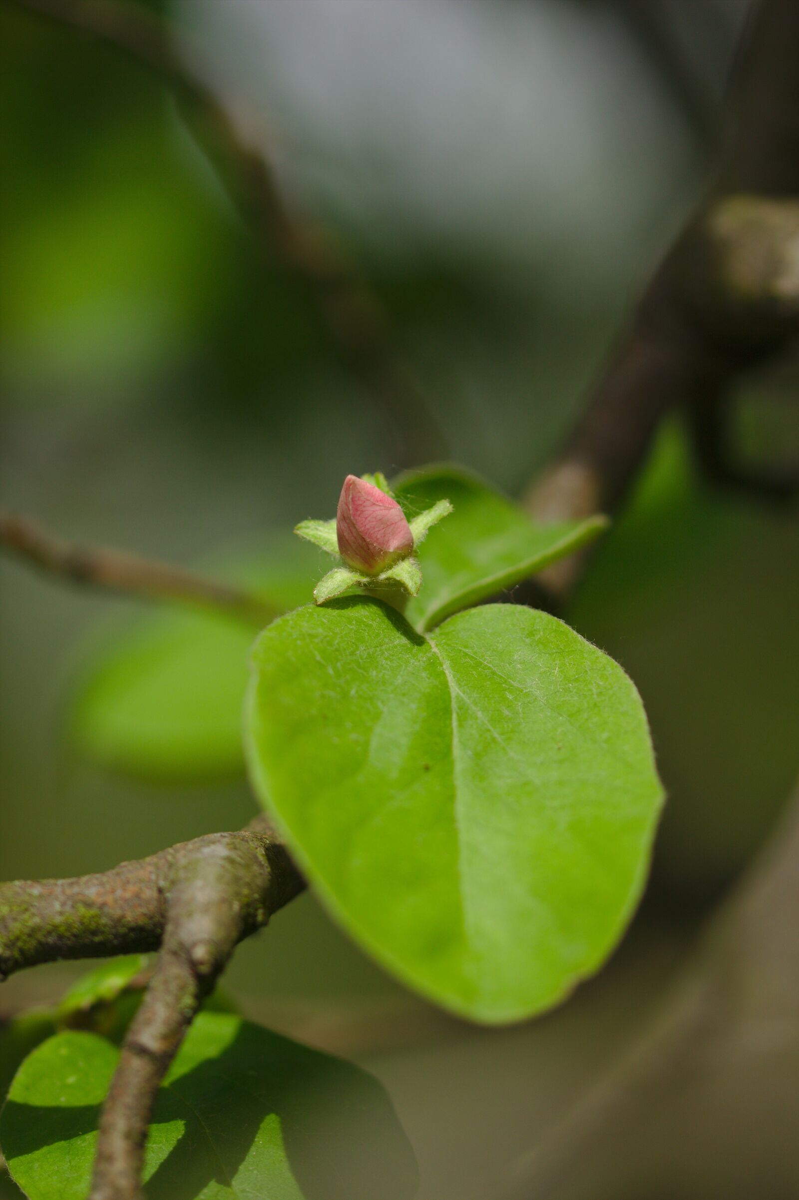 Canon EOS 600D (Rebel EOS T3i / EOS Kiss X5) sample photo. Green, freshman, spring photography