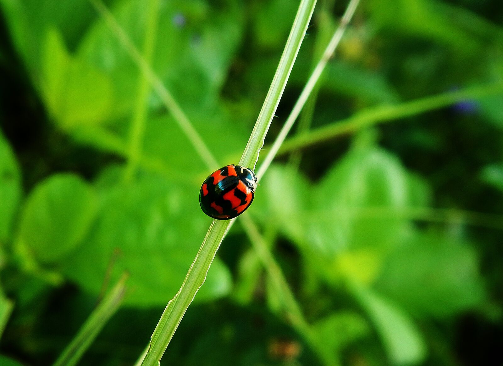 Nikon Coolpix AW110 sample photo. Ladybug, insect, beetle photography