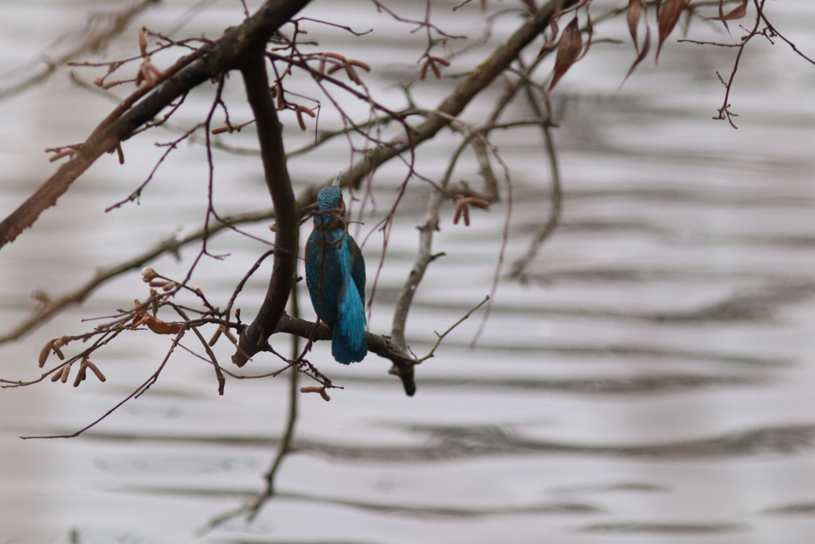 Canon EF 300mm F4L IS USM sample photo. Kingfisher photography