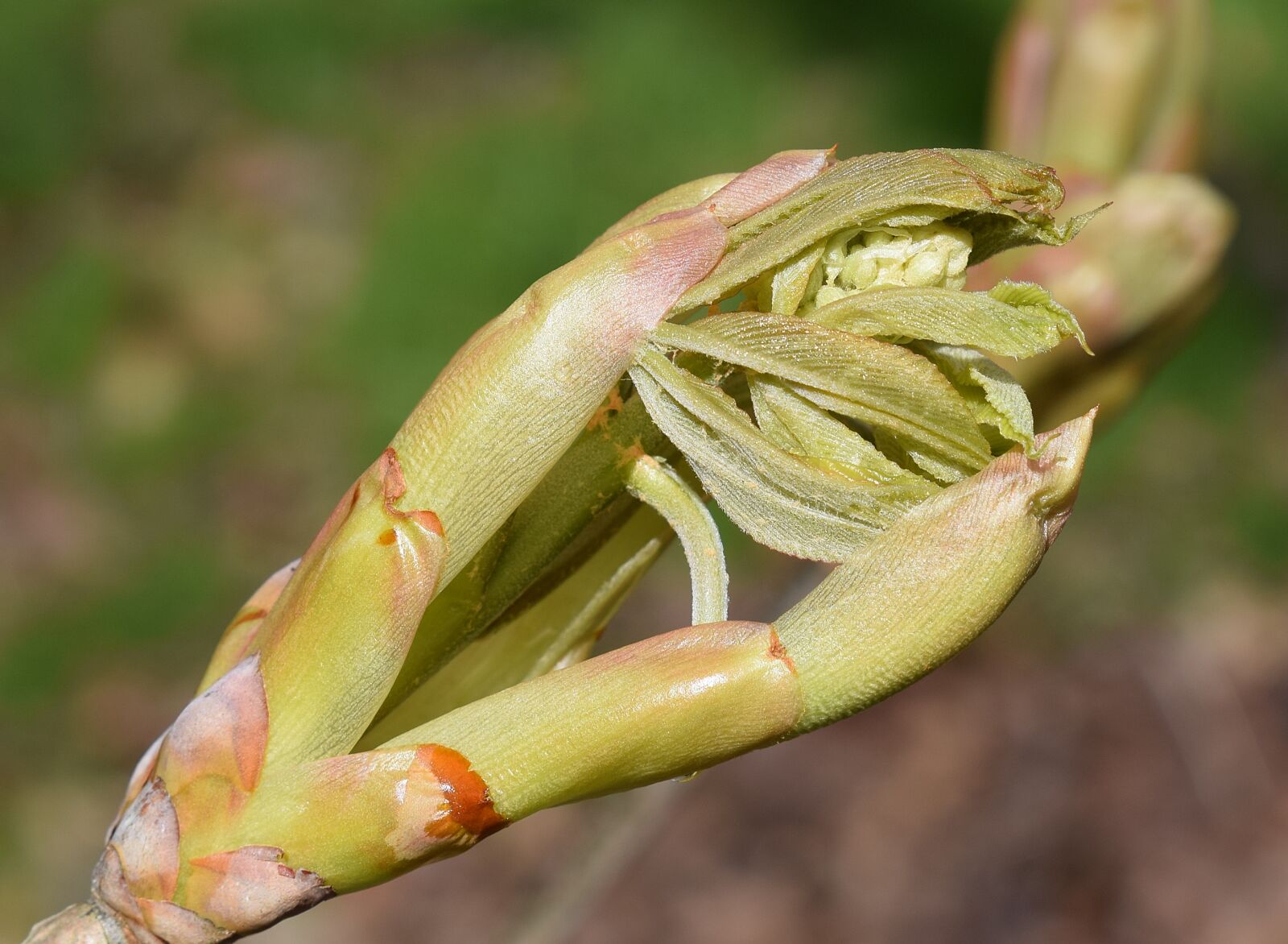 Nikon D3300 sample photo. Leaves and flower bud photography