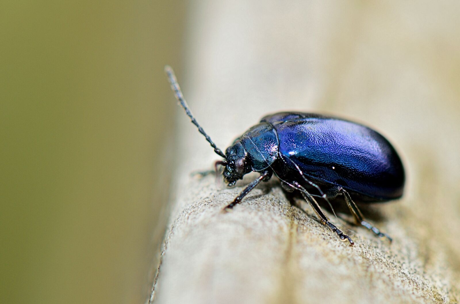Nikon D5300 sample photo. Nature, insect, forest photography