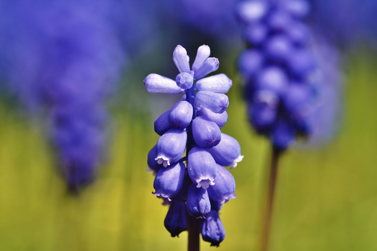 Nikon D7200 sample photo. Hyacinth, muscari, blue photography
