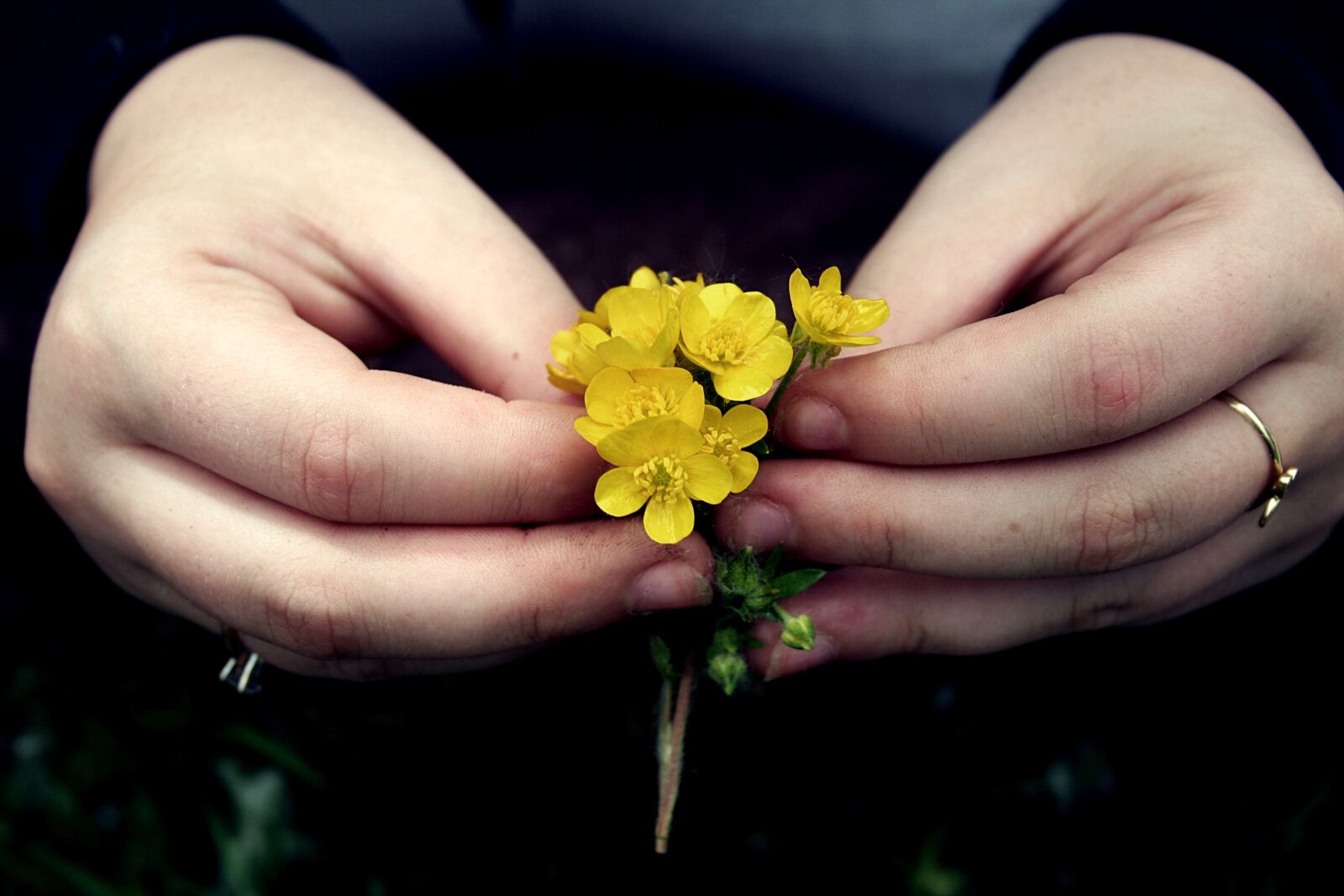 Canon EOS 350D (EOS Digital Rebel XT / EOS Kiss Digital N) sample photo. Hands, flowers, yellow photography