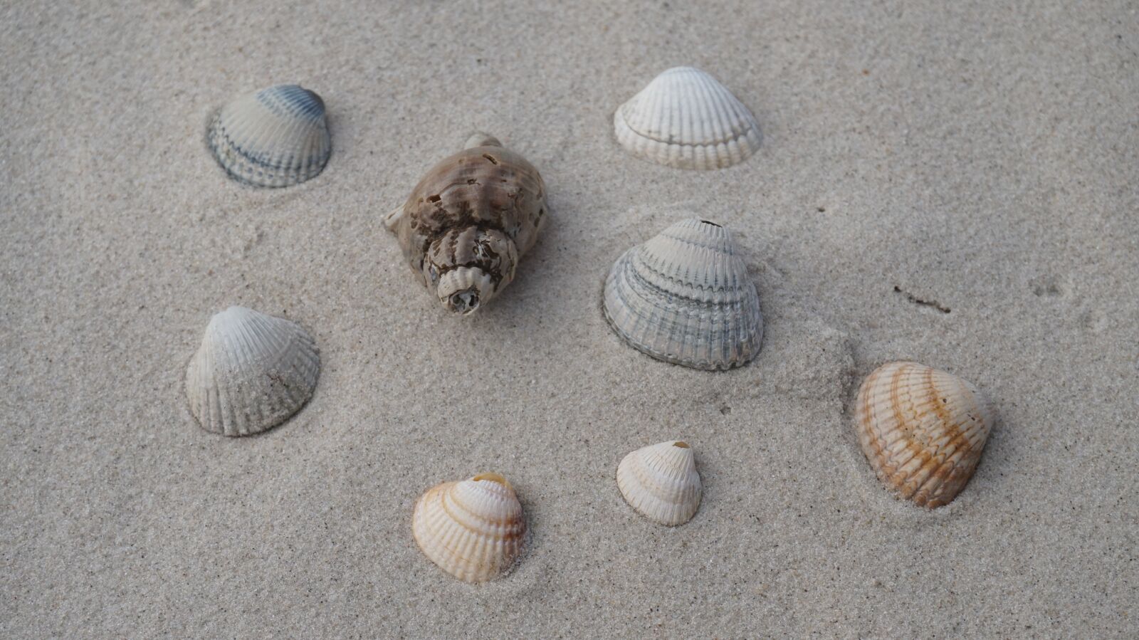 Sony Alpha a5000 (ILCE 5000) sample photo. Beach, sand, seashell photography