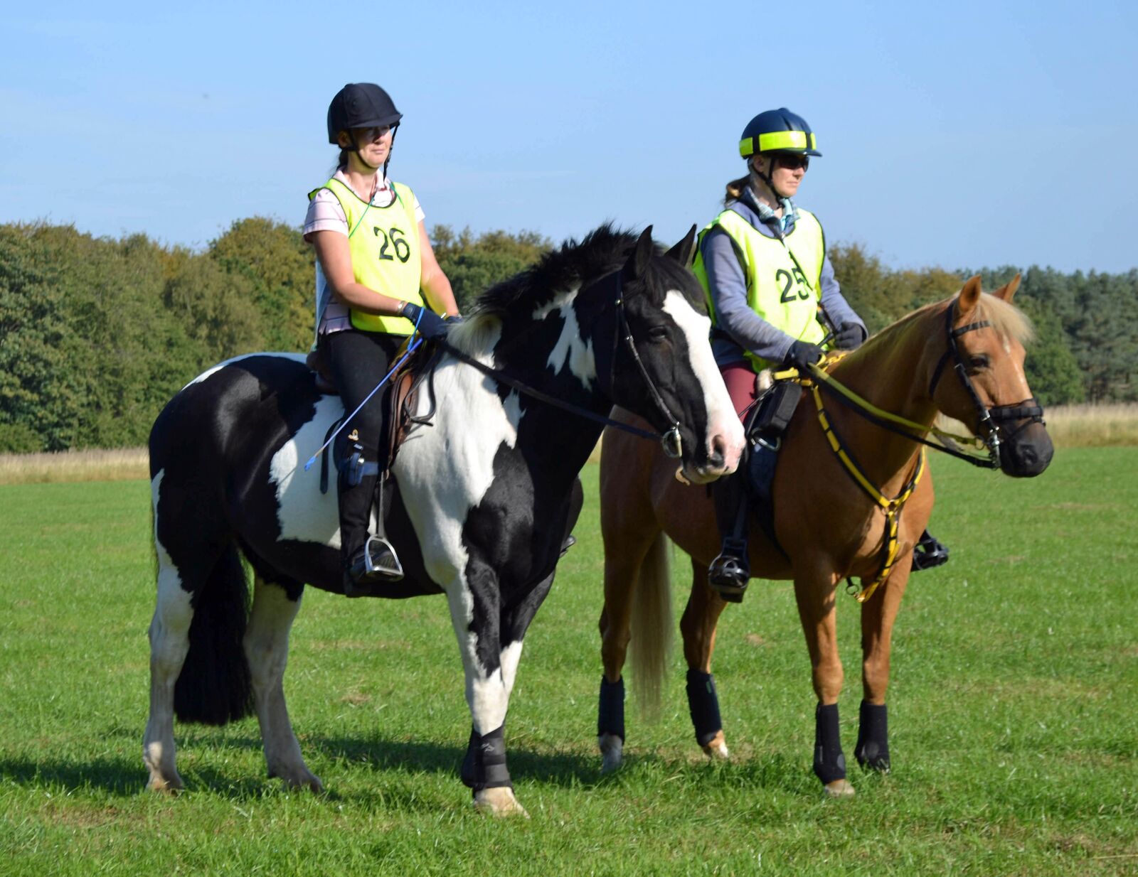 Nikon D3100 sample photo. Horse, riding, equestrian photography