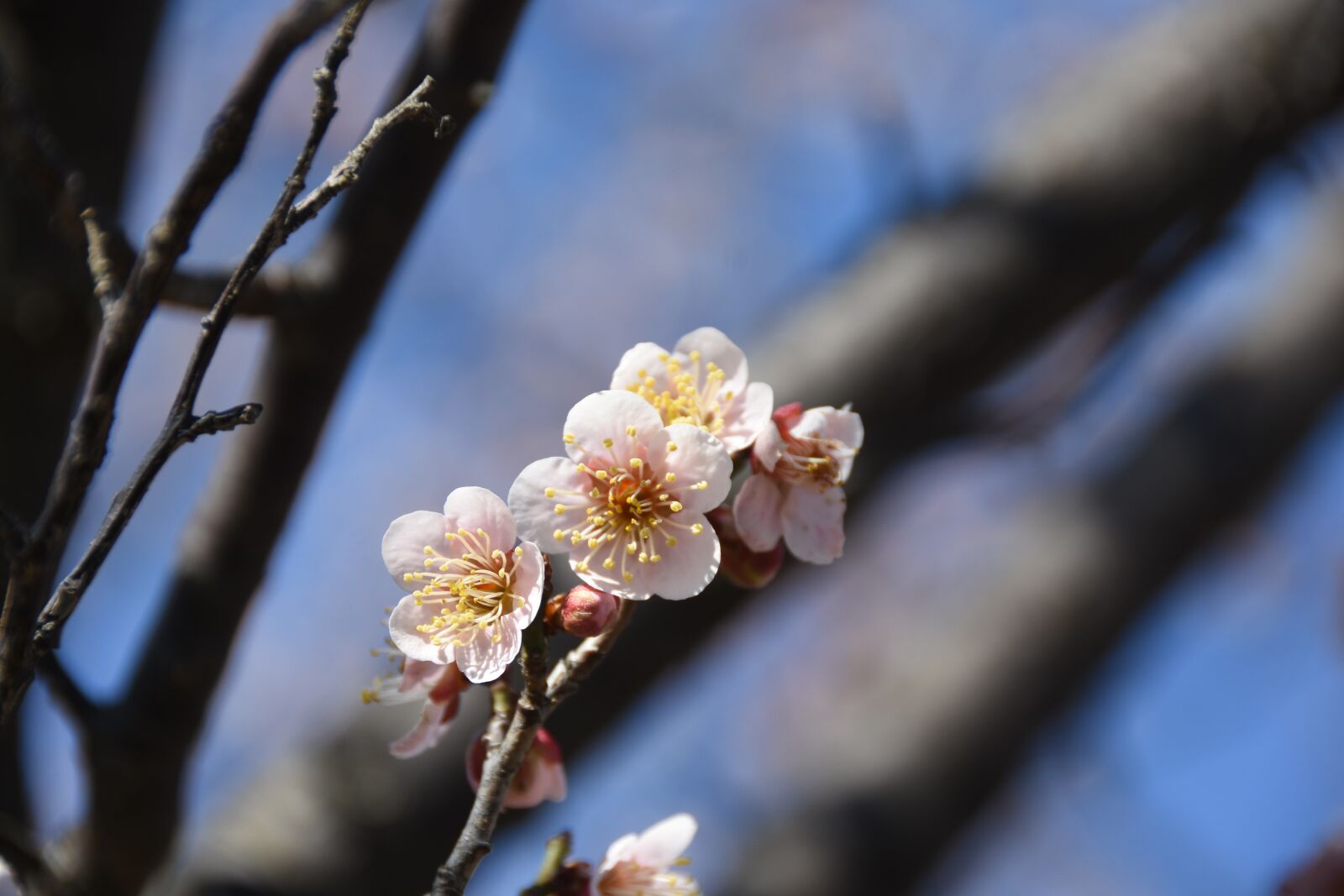 Nikon D7200 sample photo. Spring, flowers, pink photography