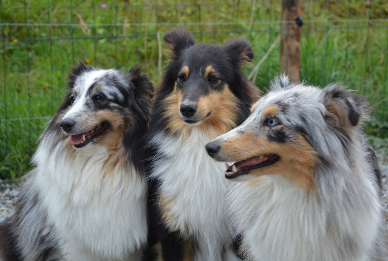 Nikon D5200 sample photo. Dog, dogs, shetland sheepdog photography