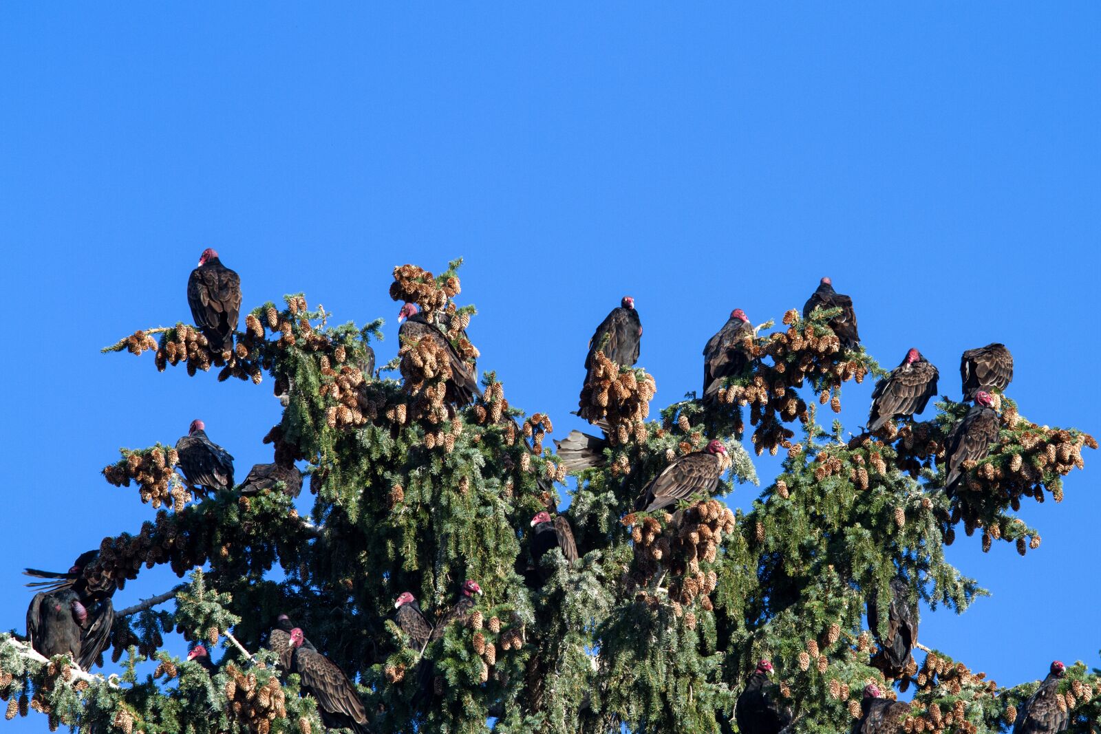Canon EOS 7D sample photo. Turkey vulture, raptor, scavengers photography