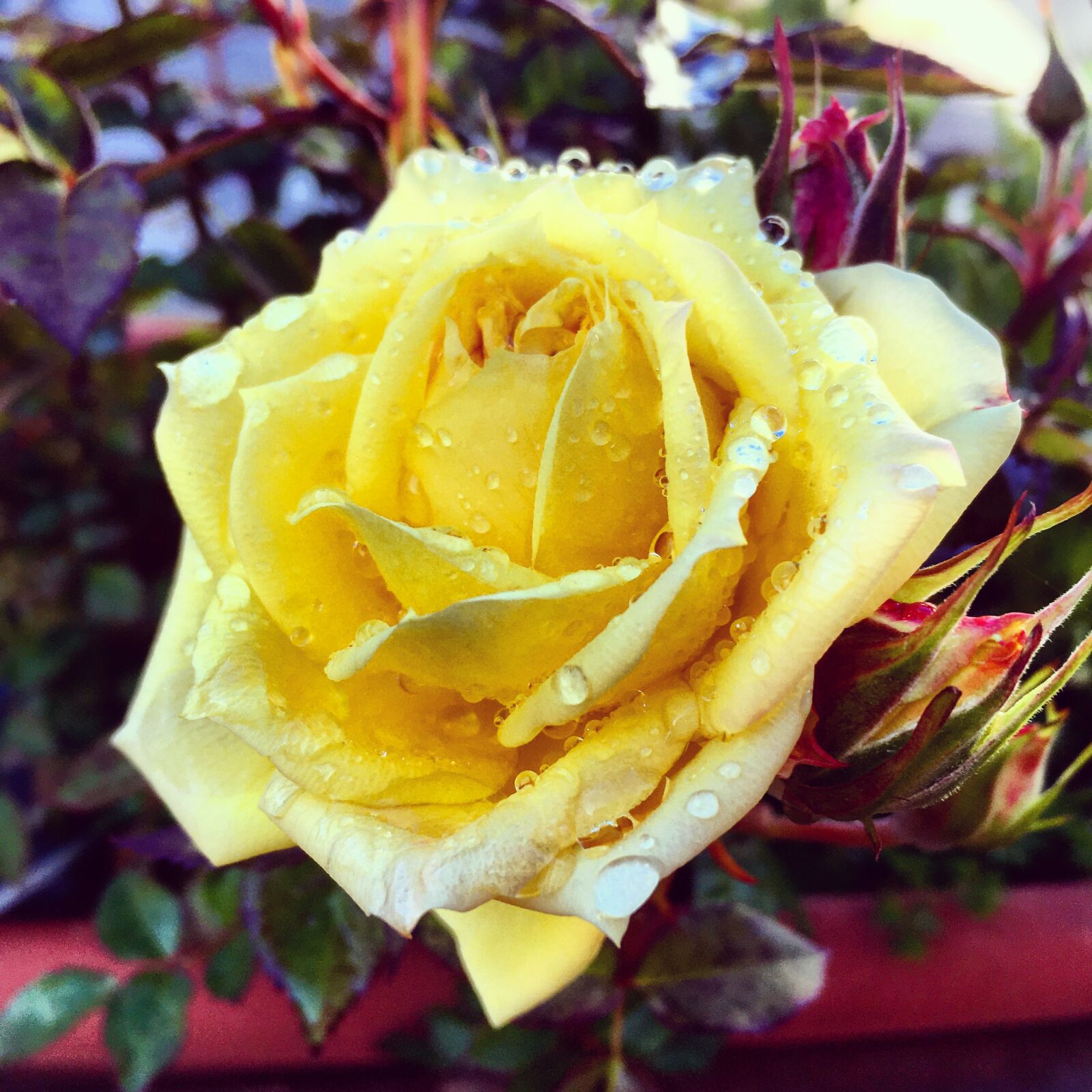 iPhone SE back camera 4.15mm f/2.2 sample photo. Rosa, yellow, flower photography