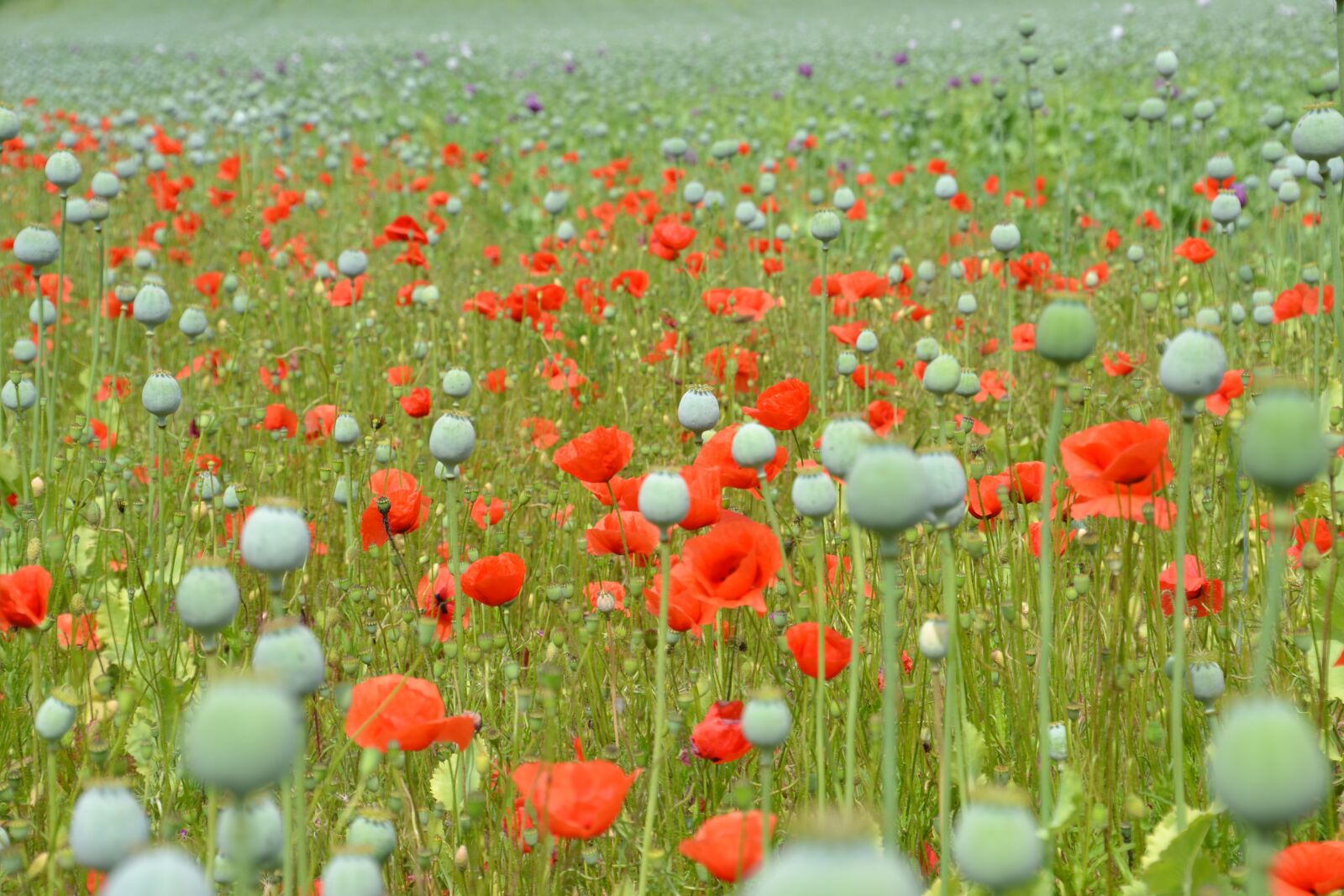 Nikon D3100 sample photo. Poppy, purple, red photography