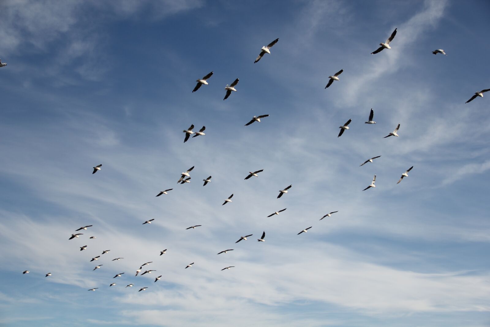Canon EOS 550D (EOS Rebel T2i / EOS Kiss X4) sample photo. Fly, freedom, happiness photography