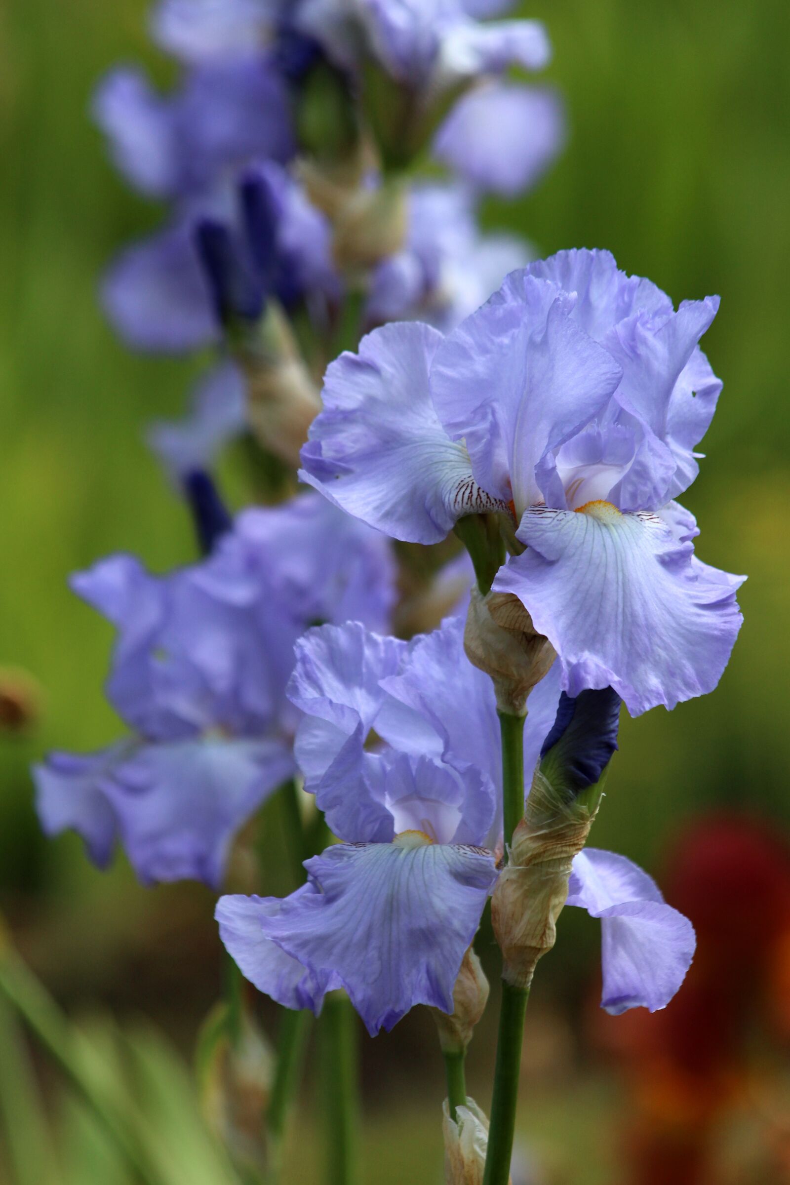 Canon EOS 650D (EOS Rebel T4i / EOS Kiss X6i) sample photo. Iris, flower, garden flowers photography