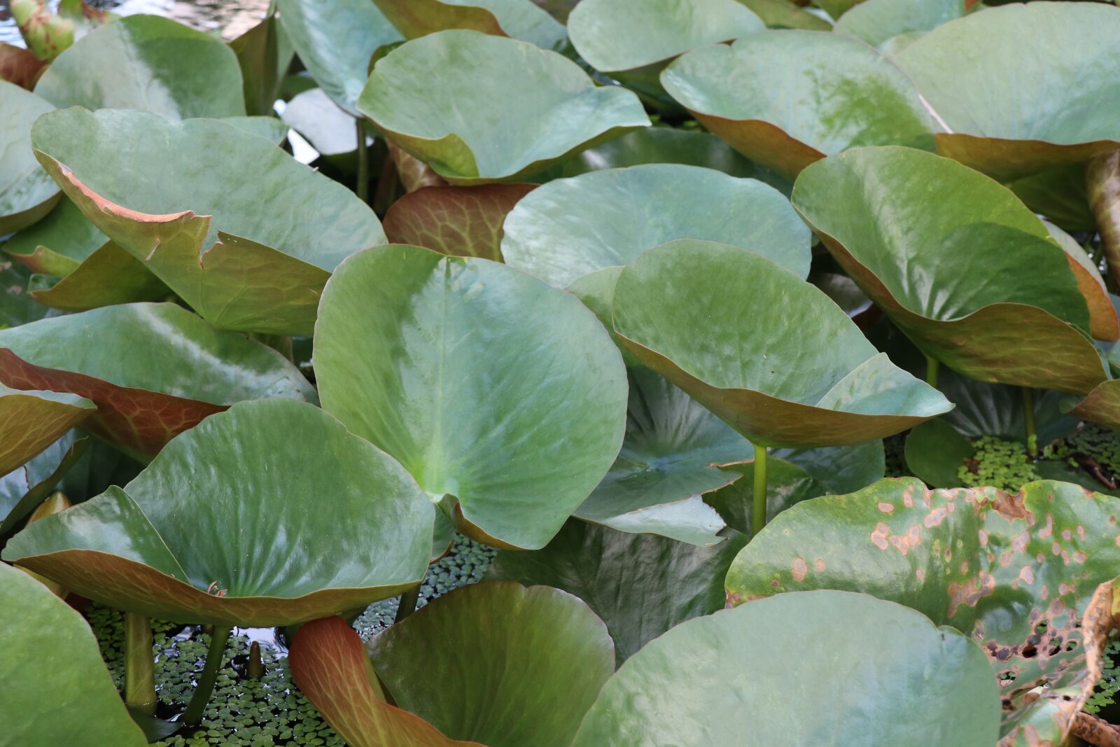 Canon EOS M6 sample photo. Waterlily leaves, pond, outdoor photography