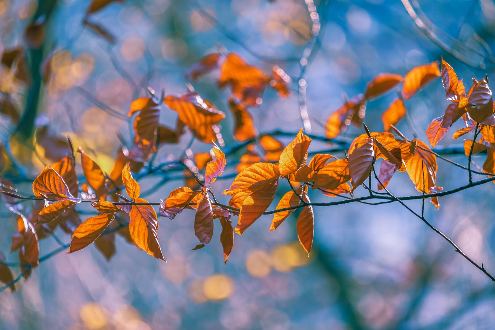 Fujifilm X-T30 + Fujifilm XF 55-200mm F3.5-4.8 R LM OIS sample photo. Leaves, fall leaves, bright photography