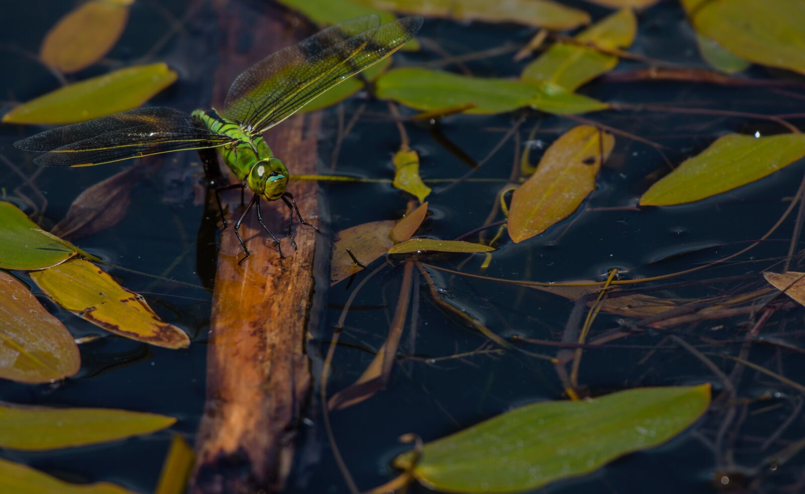Nikon D7200 sample photo. Dragonfly, emperor, insect photography