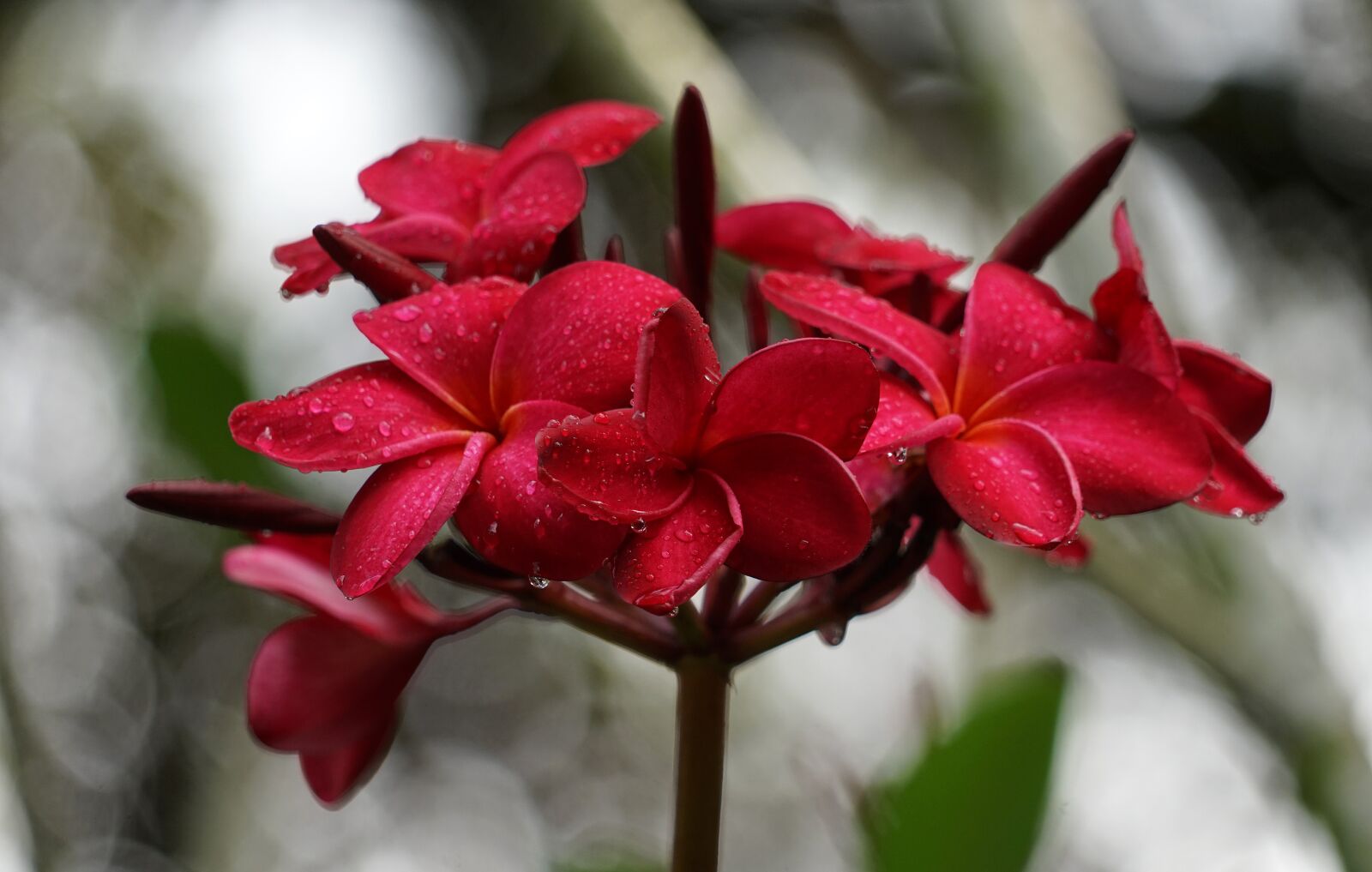 Sony a7 + Sony FE 24-240mm F3.5-6.3 OSS sample photo. Orchid, garden, singapore photography