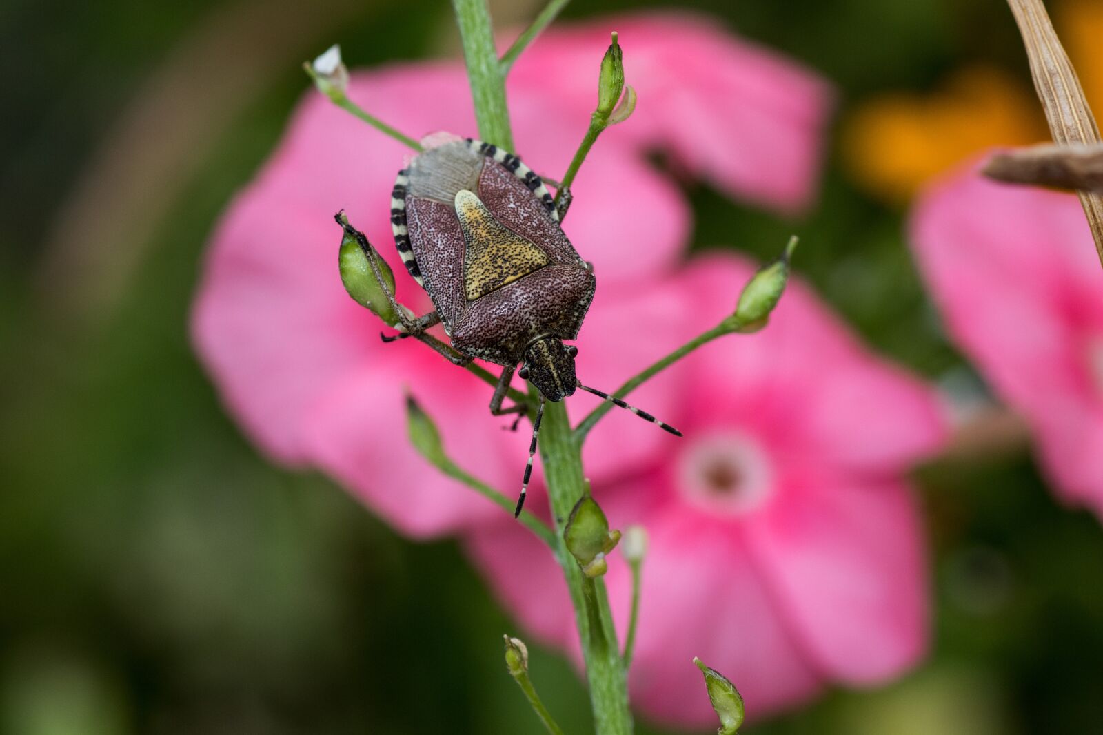 Canon EOS 7D Mark II sample photo. Leaf bug, insect, bug photography