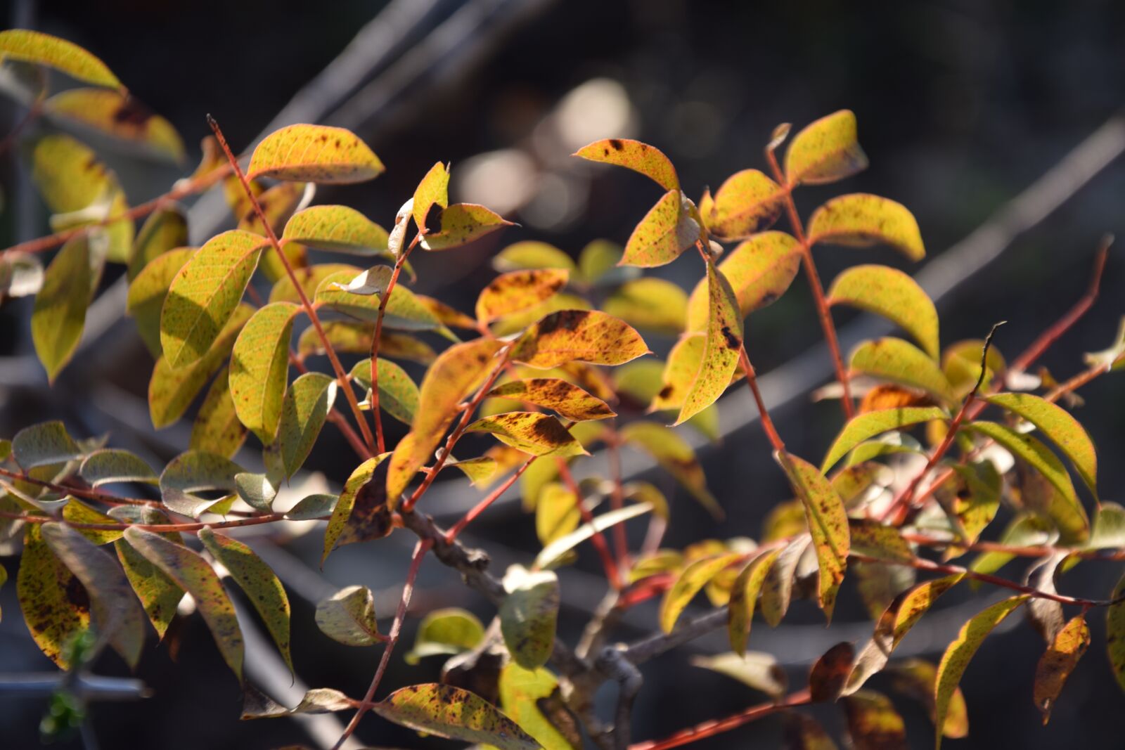 Nikon D3300 sample photo. Forest, mediterranean, nature photography