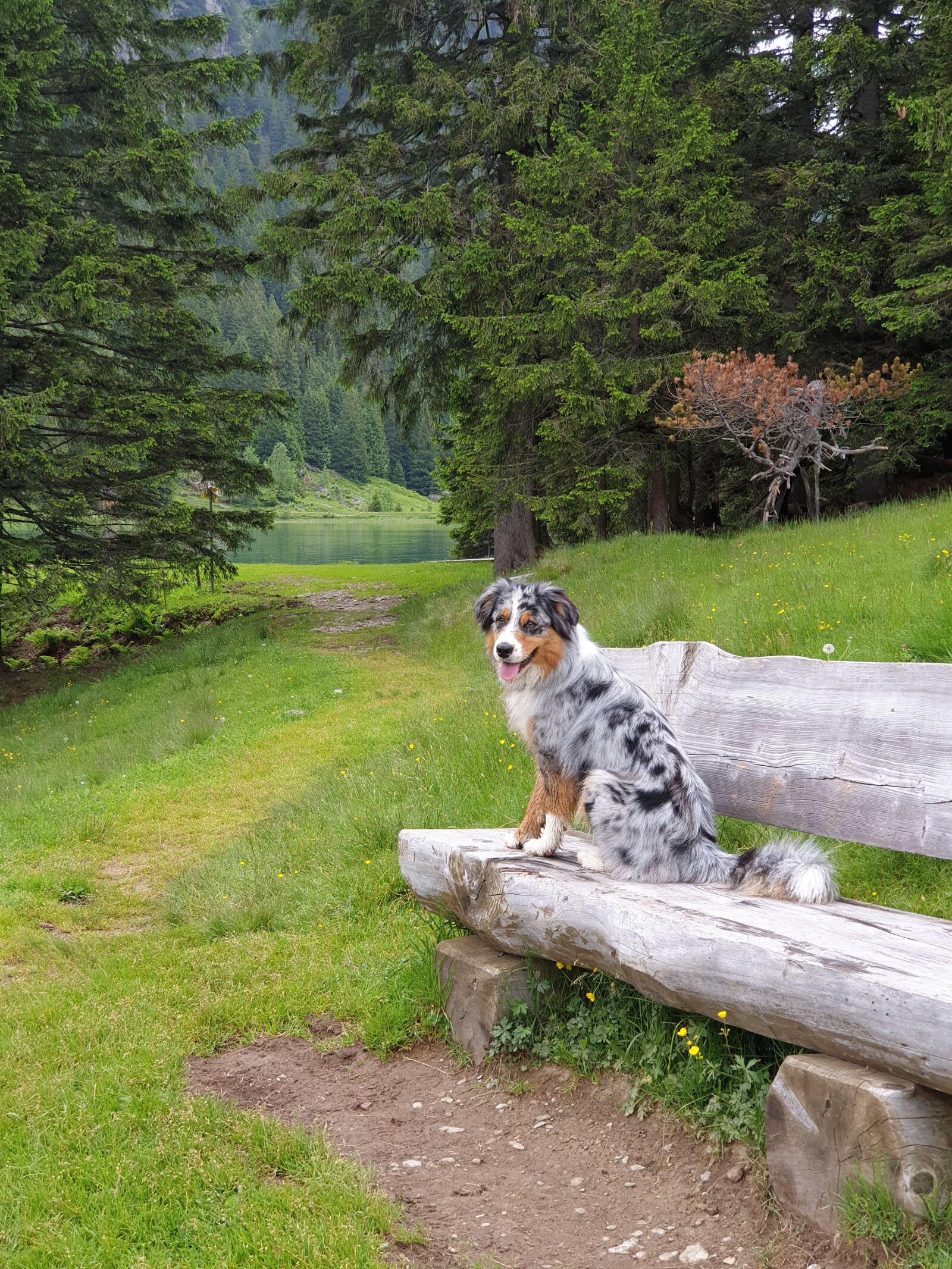Samsung Galaxy Note9 sample photo. Dog, wilderness, swiss alps photography