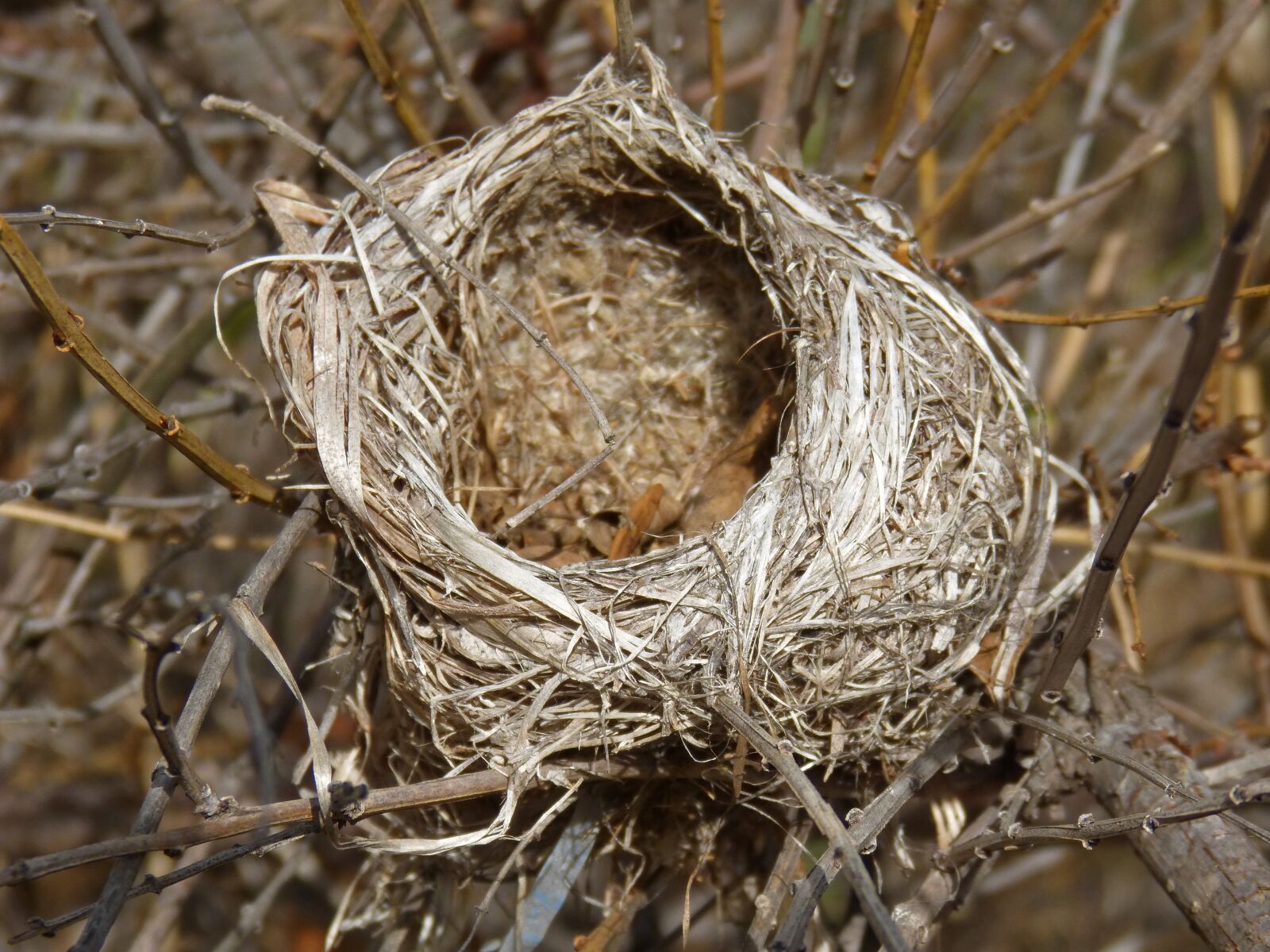 Panasonic DMC-FZ62 sample photo. Nest, tree, birds photography