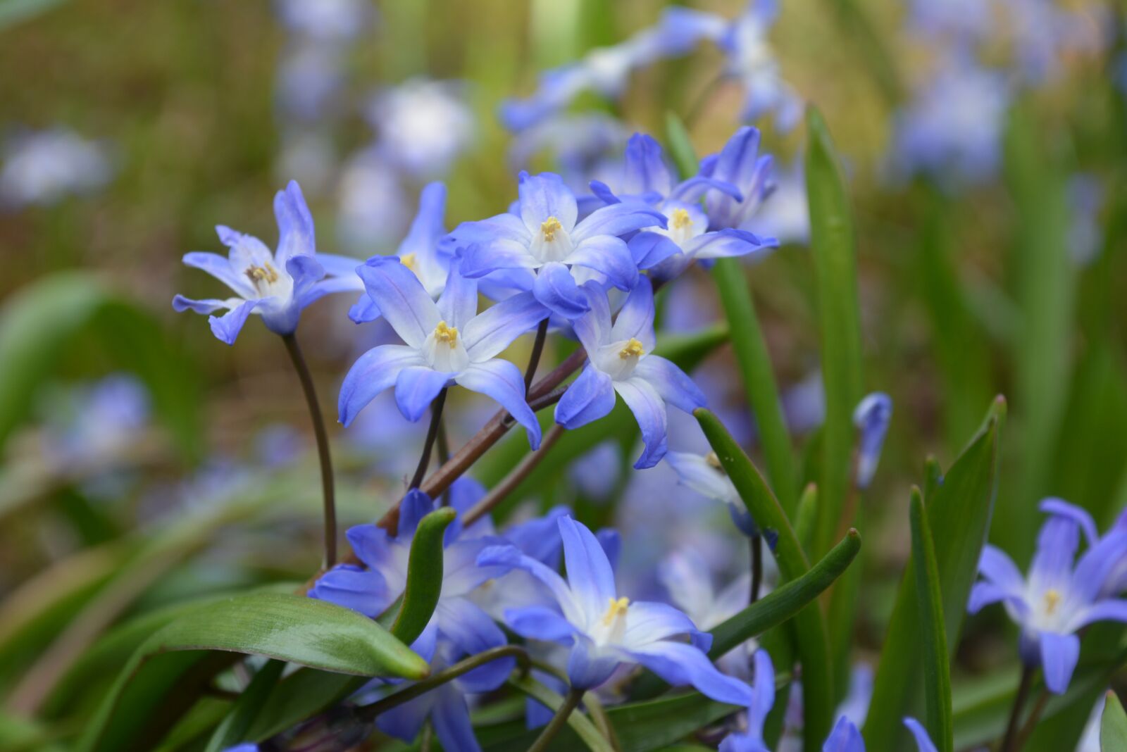 Nikon D5200 sample photo. Nature, plant, flower photography