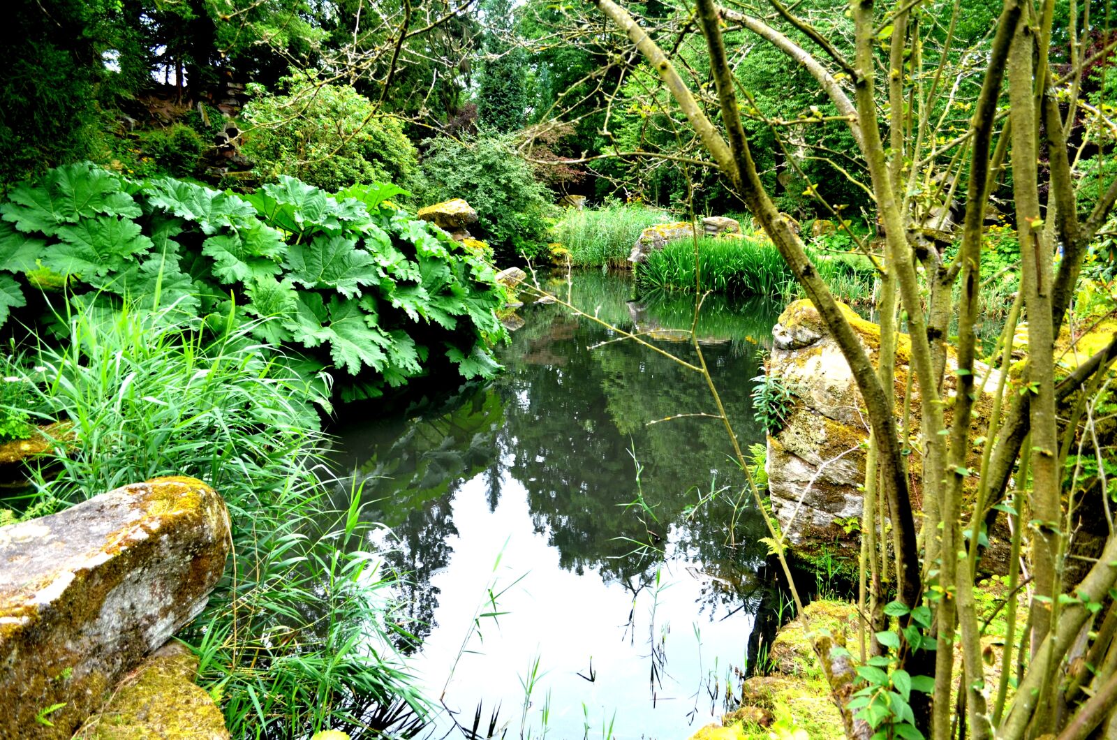 Nikon D5100 sample photo. Chatsworth gardens, plants, pond photography