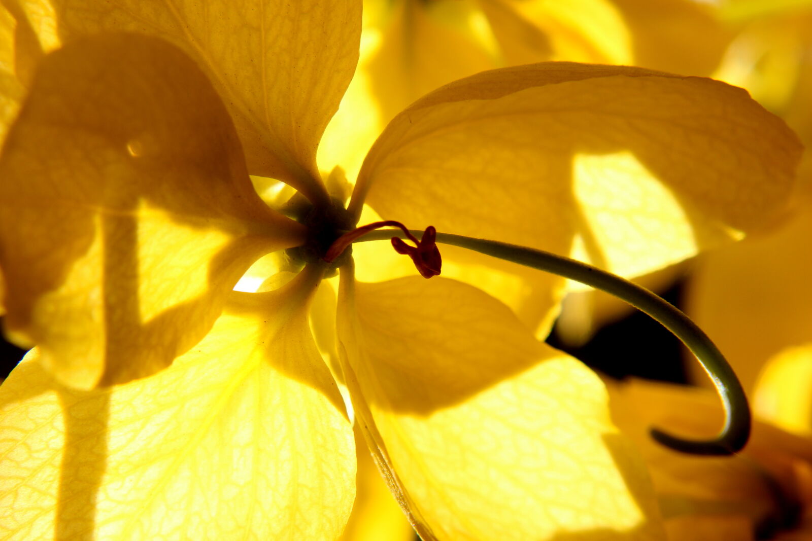 Canon EOS 600D (Rebel EOS T3i / EOS Kiss X5) sample photo. Beautiful, flowers photography
