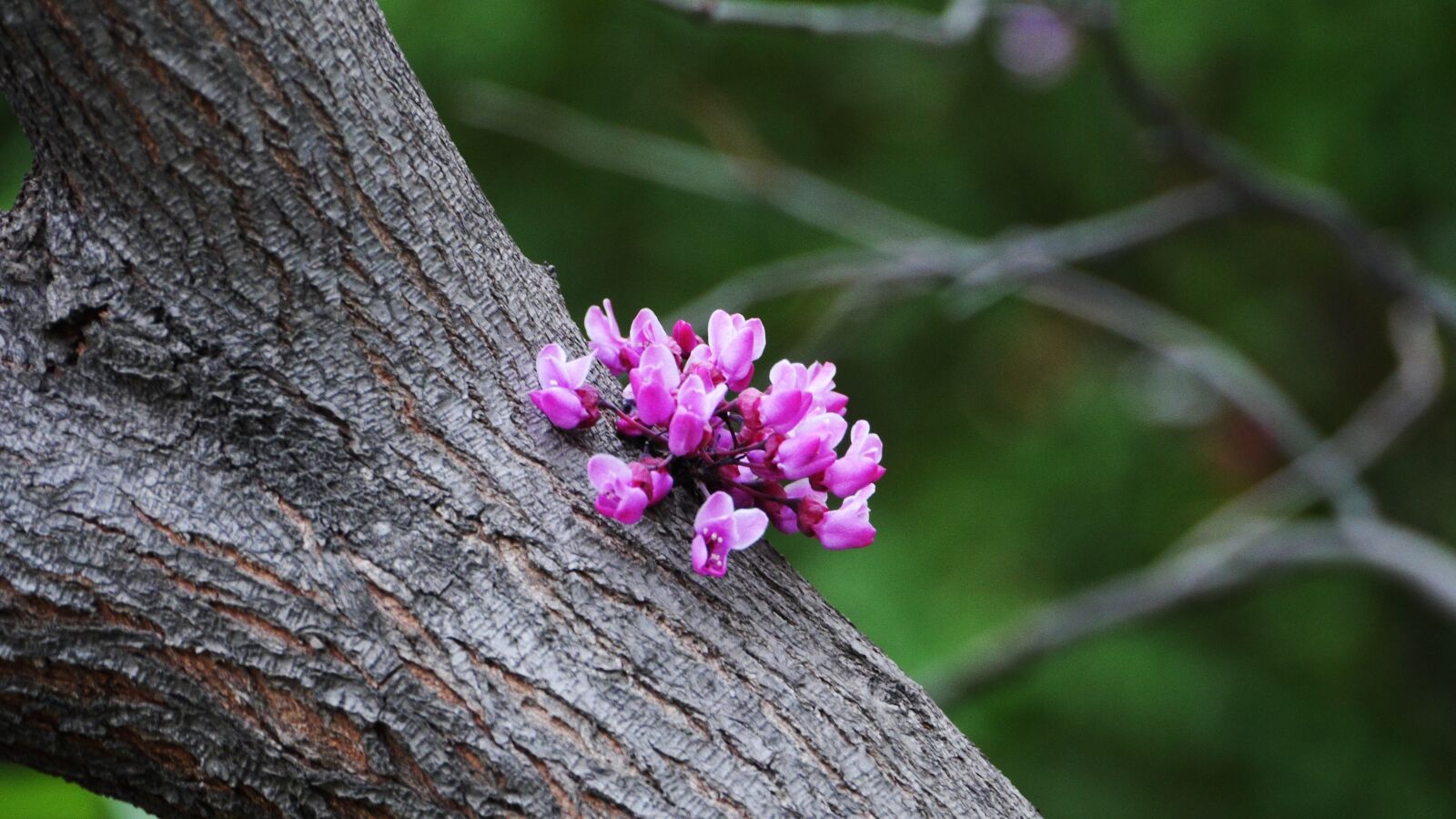Panasonic Lumix DMC-GH3 sample photo. Flowers, nature, petal photography