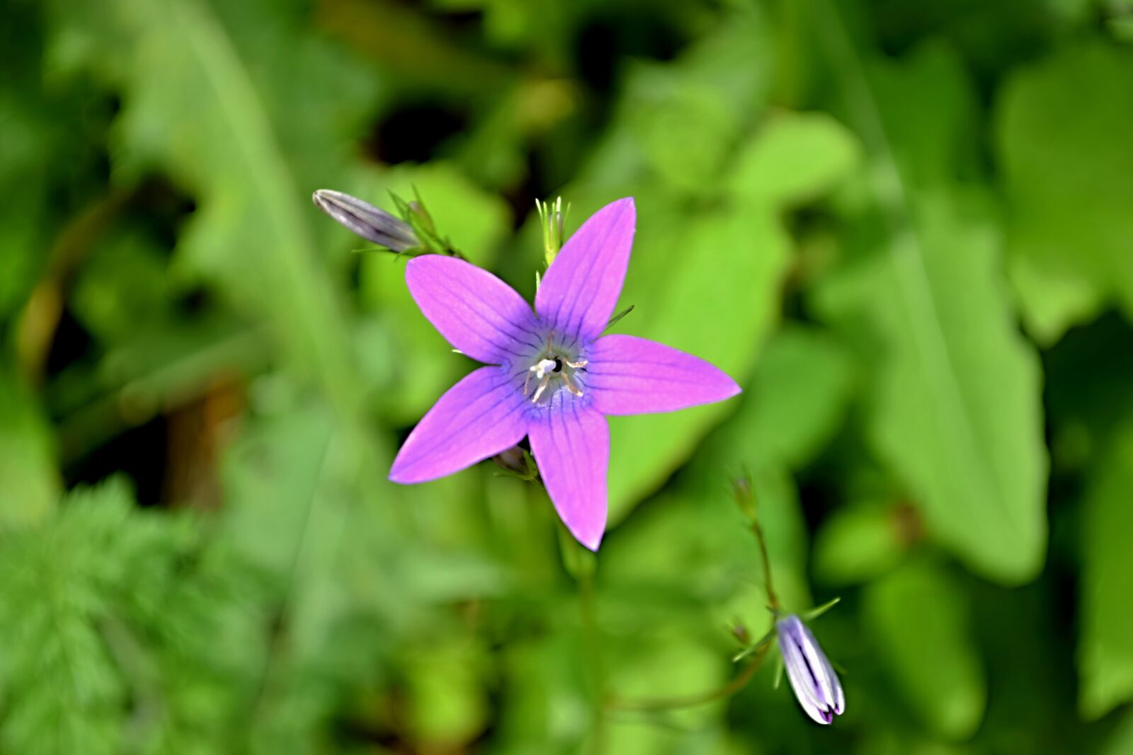 Nikon D5300 sample photo. Field bloom, meadow photography