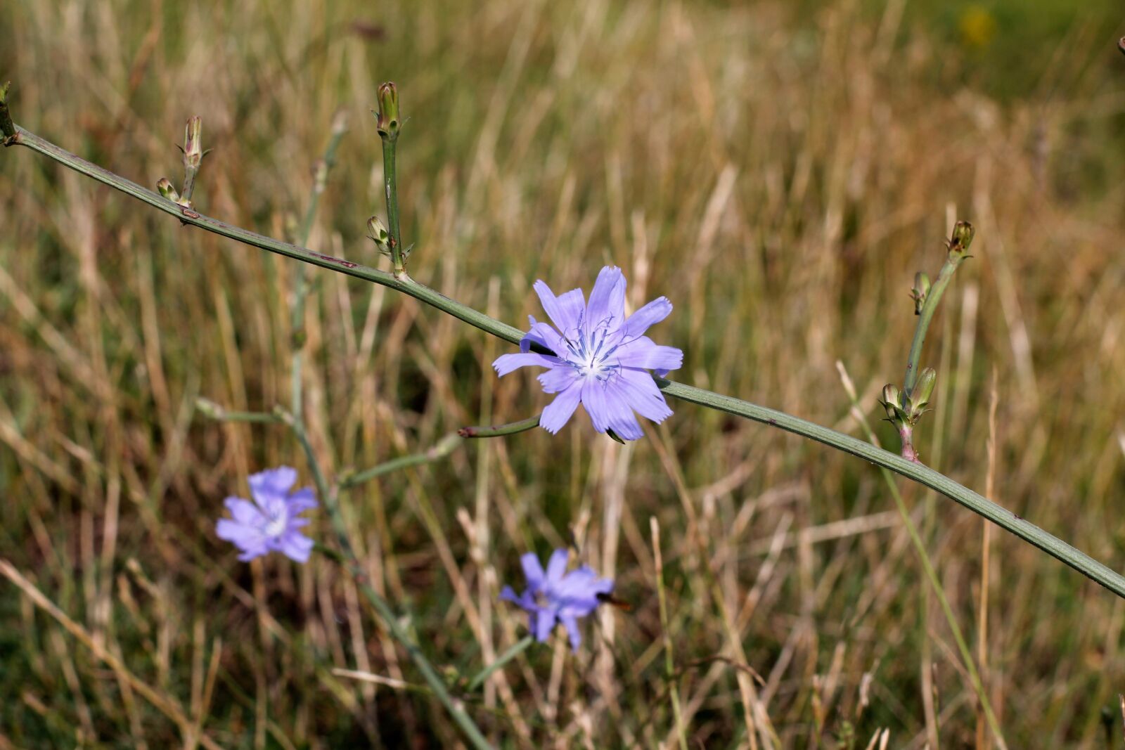 Canon EOS 60D + Canon EF 50mm F1.4 USM sample photo. Flower, cornflower, wayside photography