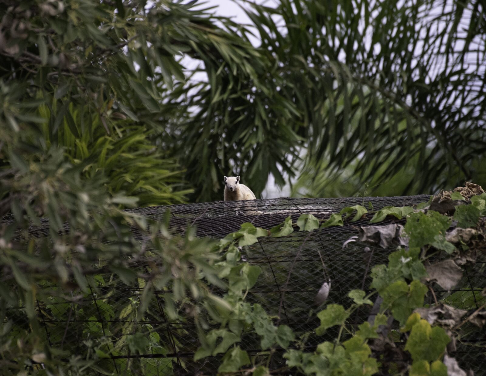Nikon D810 sample photo. Squirrel, tree, rodent photography