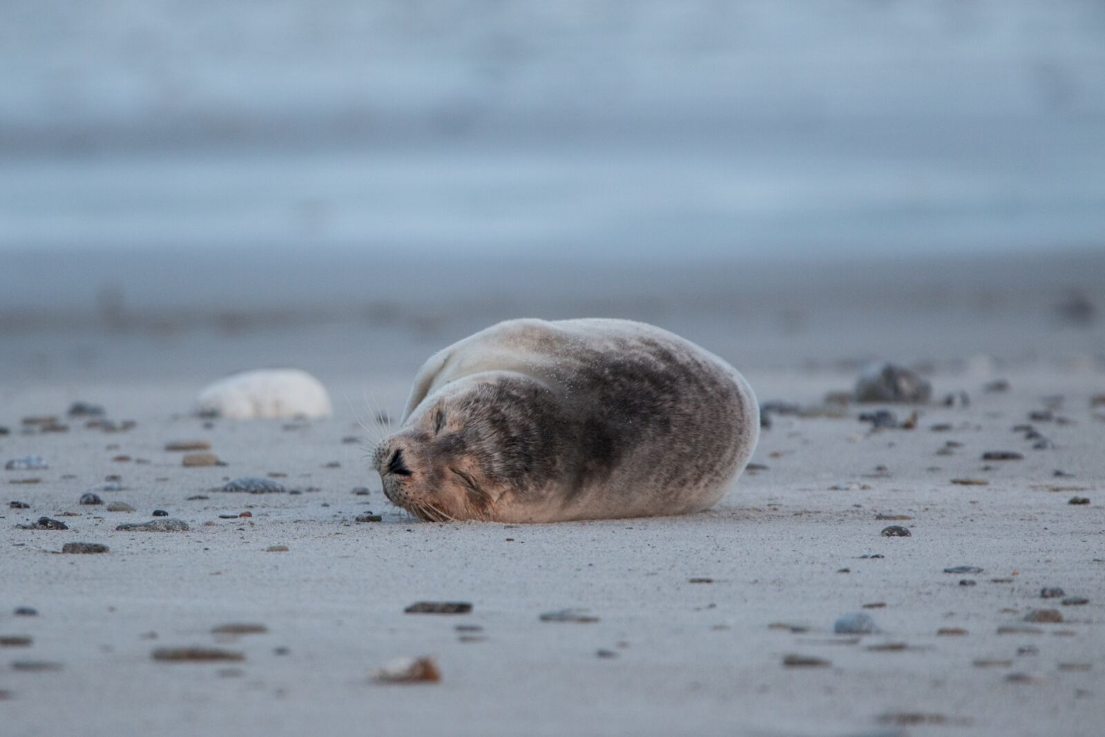 150-600mm F5-6.3 DG OS HSM | Contemporary 015 sample photo. Robbe, grey seal, helgoland photography