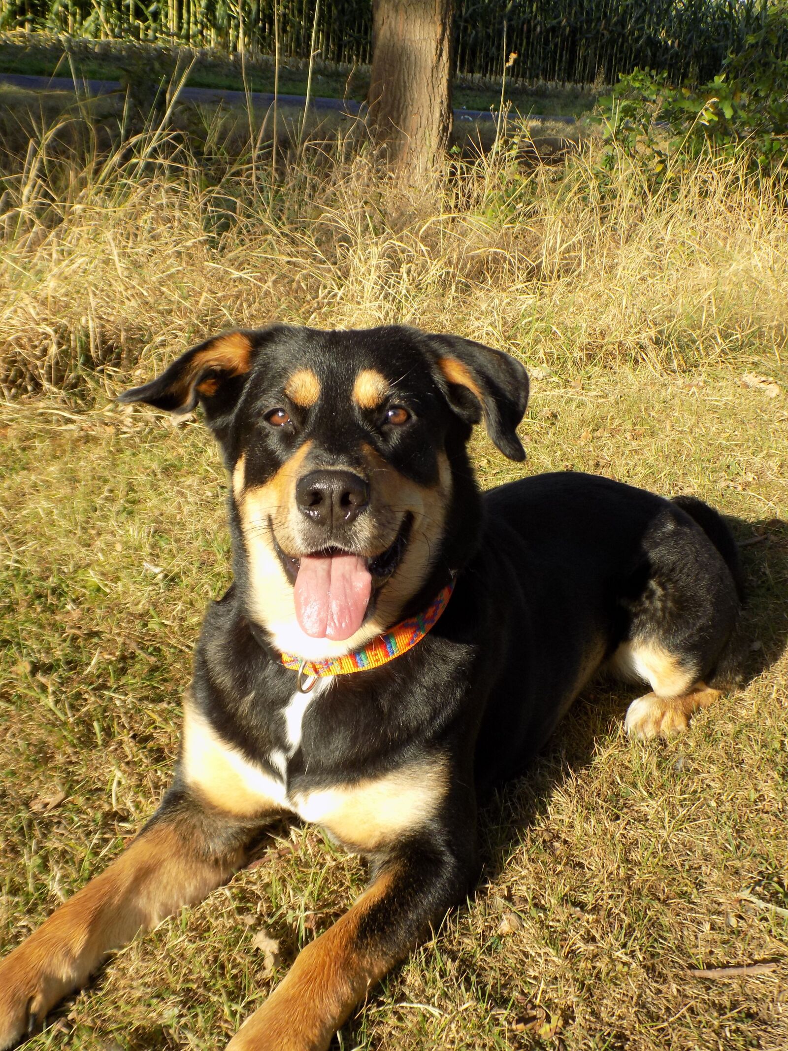 Nikon COOLPIX L340 sample photo. Dog, pet, female photography