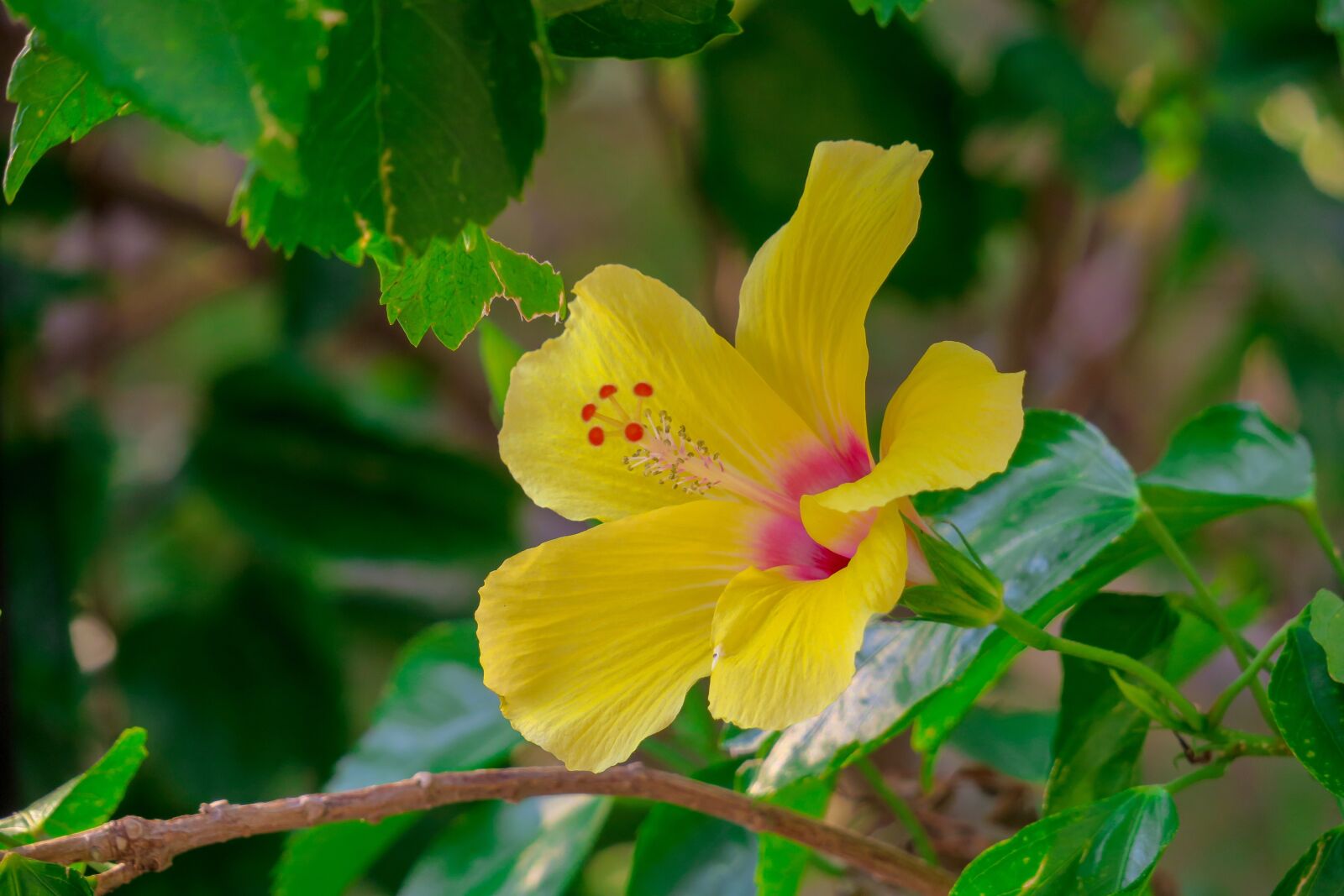 Canon PowerShot G3 X sample photo. Hong kong, hibiscus, plant photography
