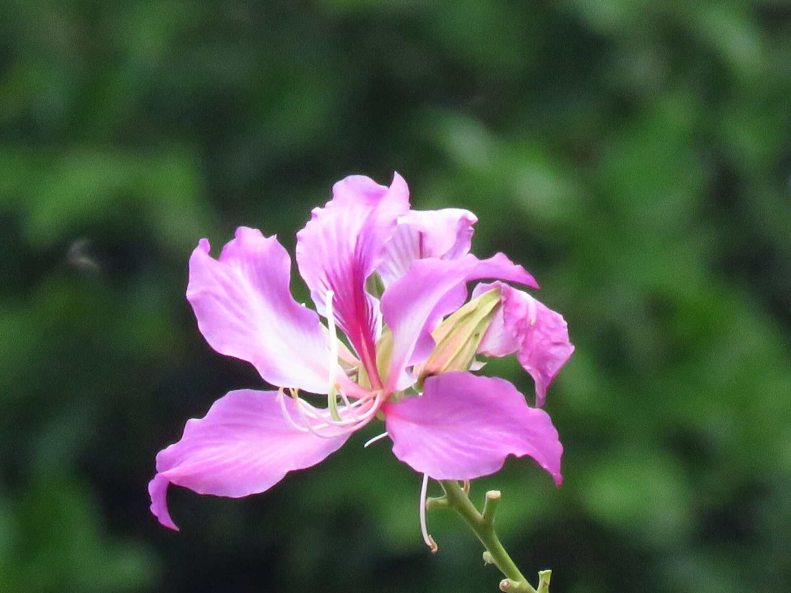 Canon PowerShot SX60 HS sample photo