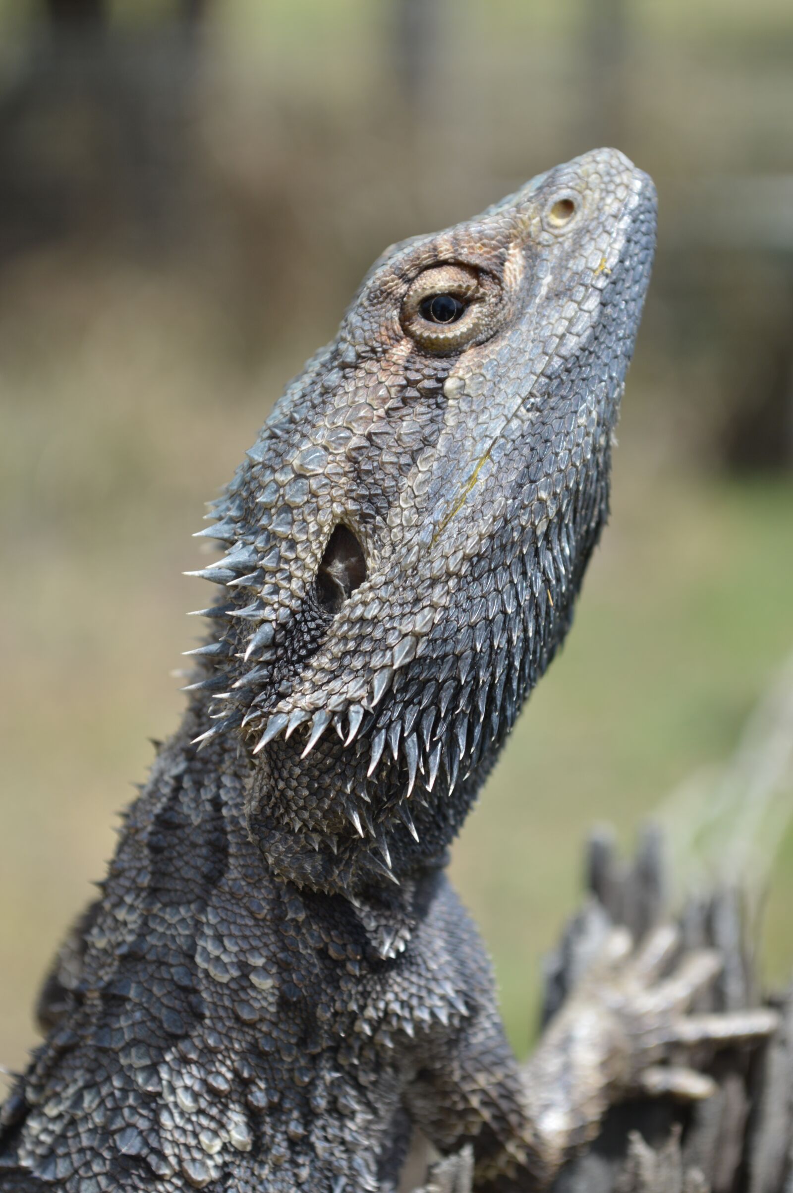 Nikon D3200 sample photo. Reptile, scales, eye photography